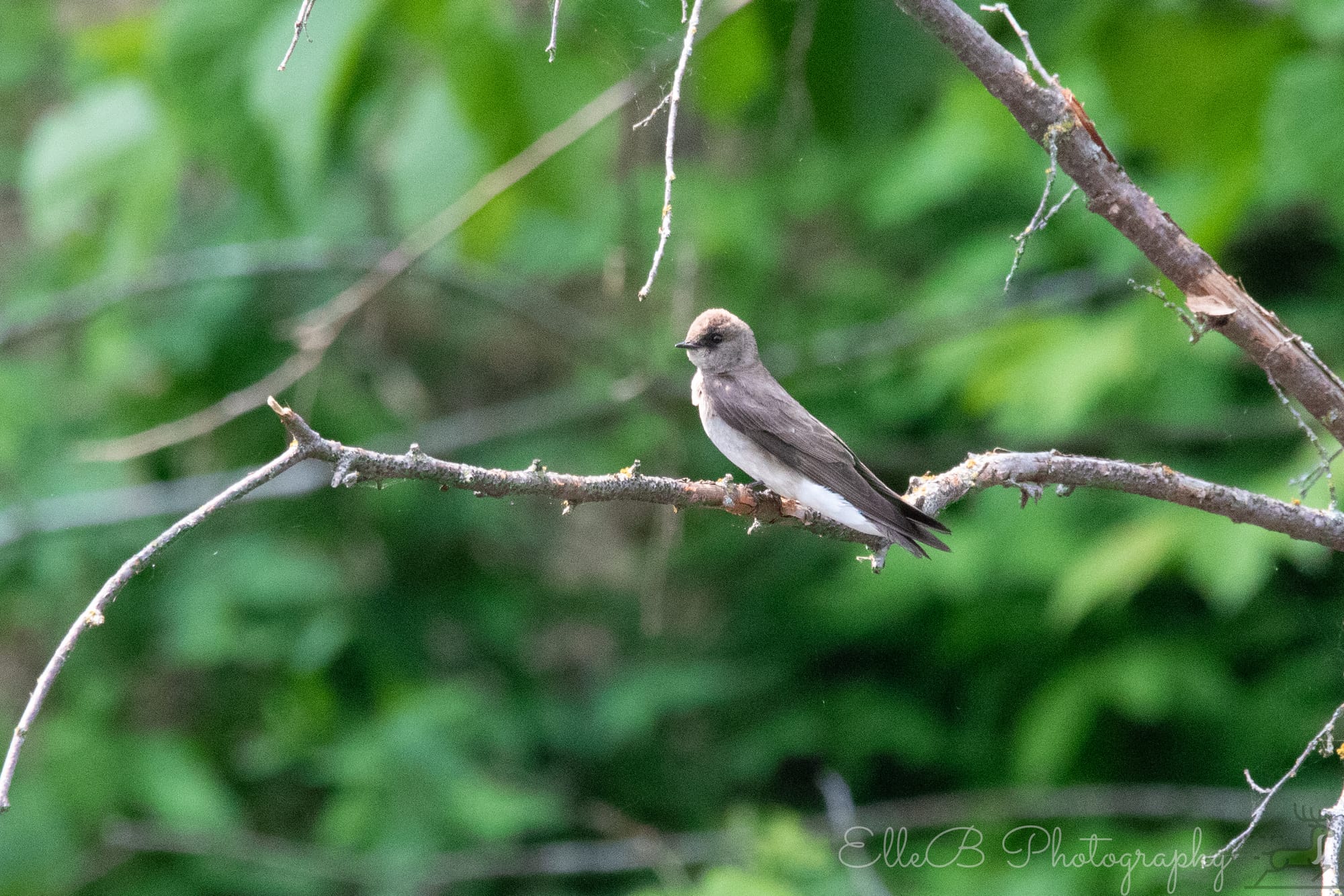 Bird Tracking 2025: June & July
