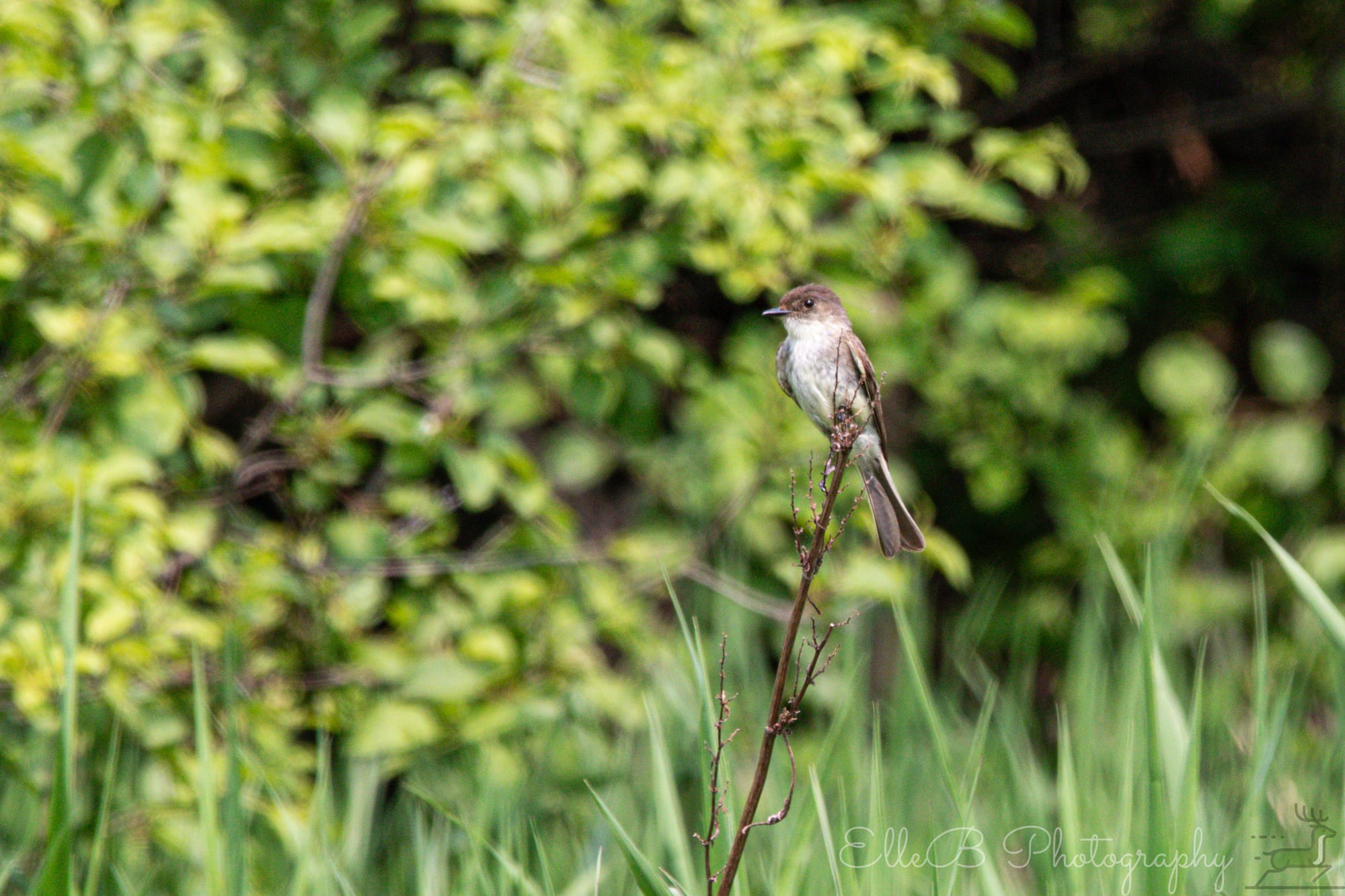 Bird Tracking 2025: June & July