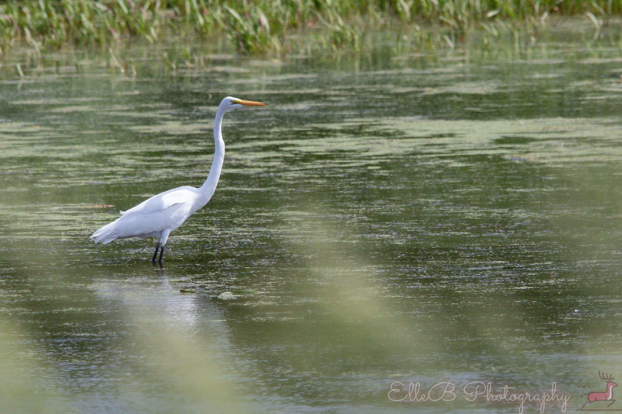 Bird Tracking 2025: June & July