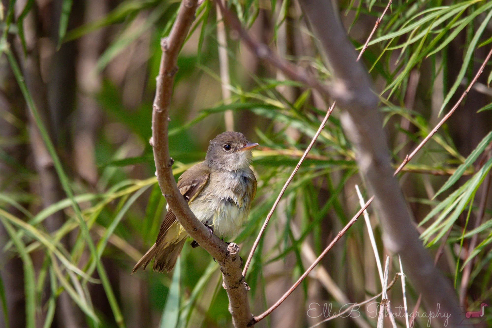 Bird Tracking 2025: June & July