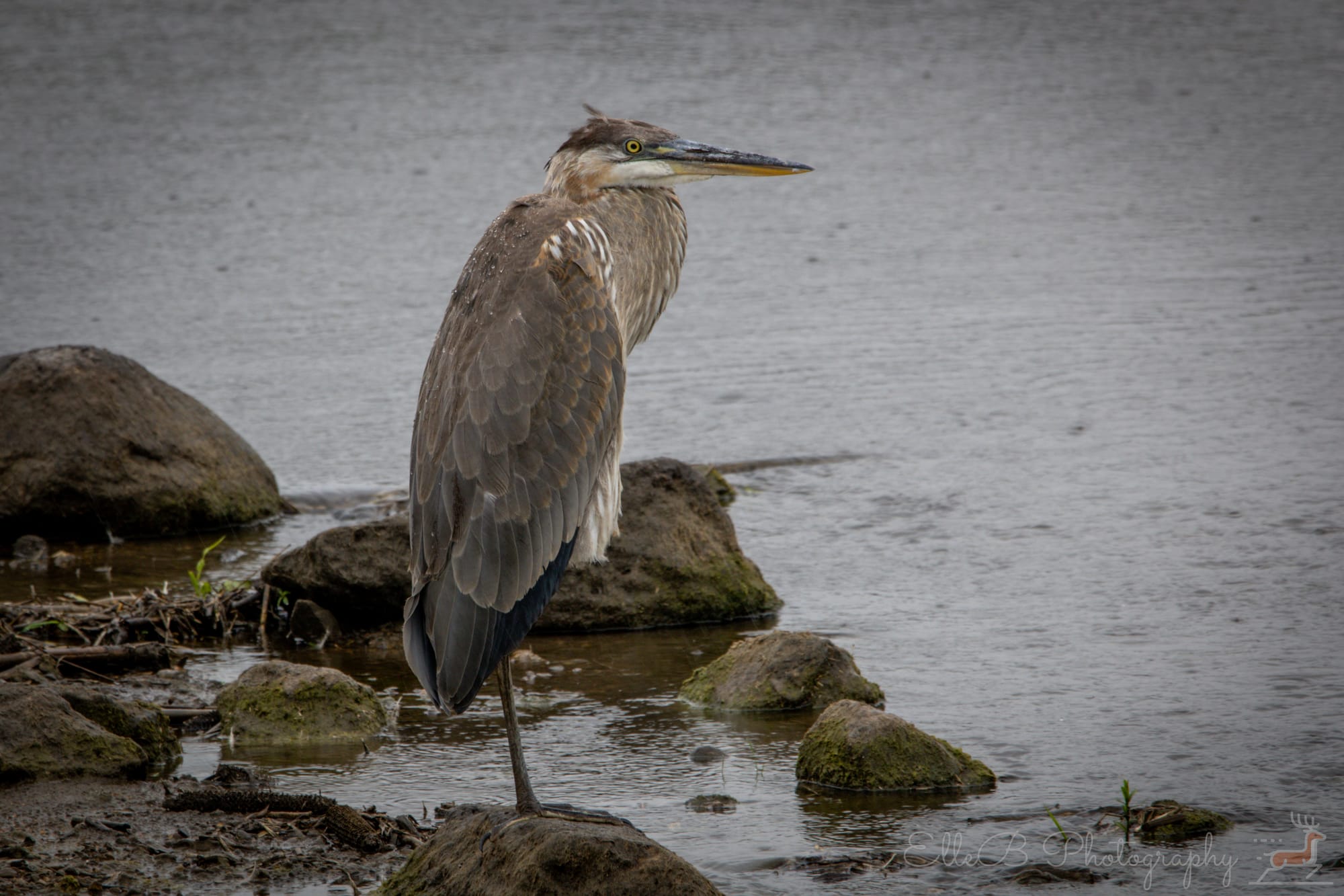 Spotlight: Great Blue Heron