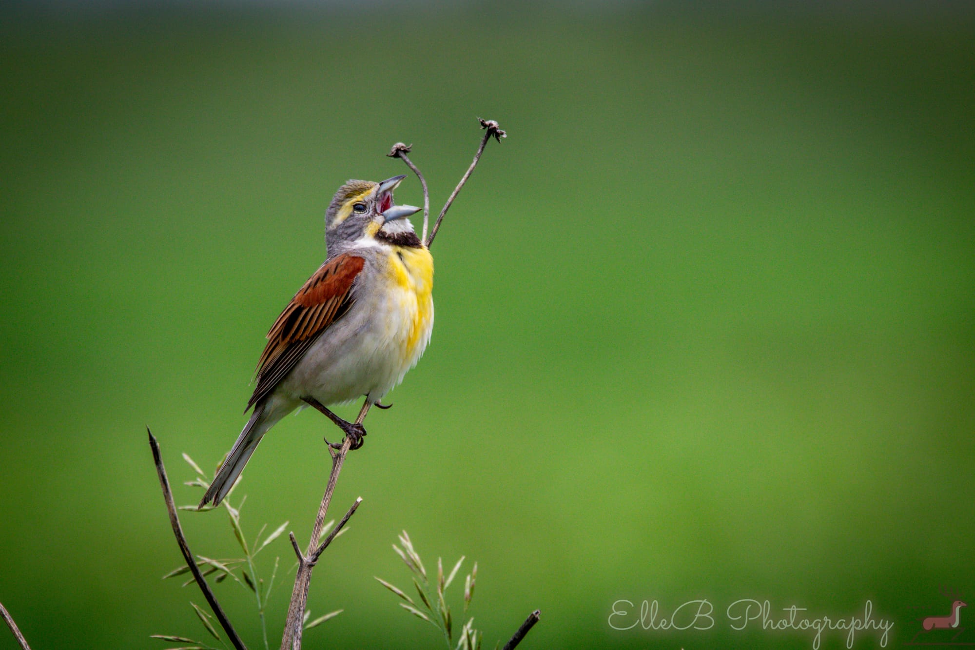 Bird Tracking 2025: June & July