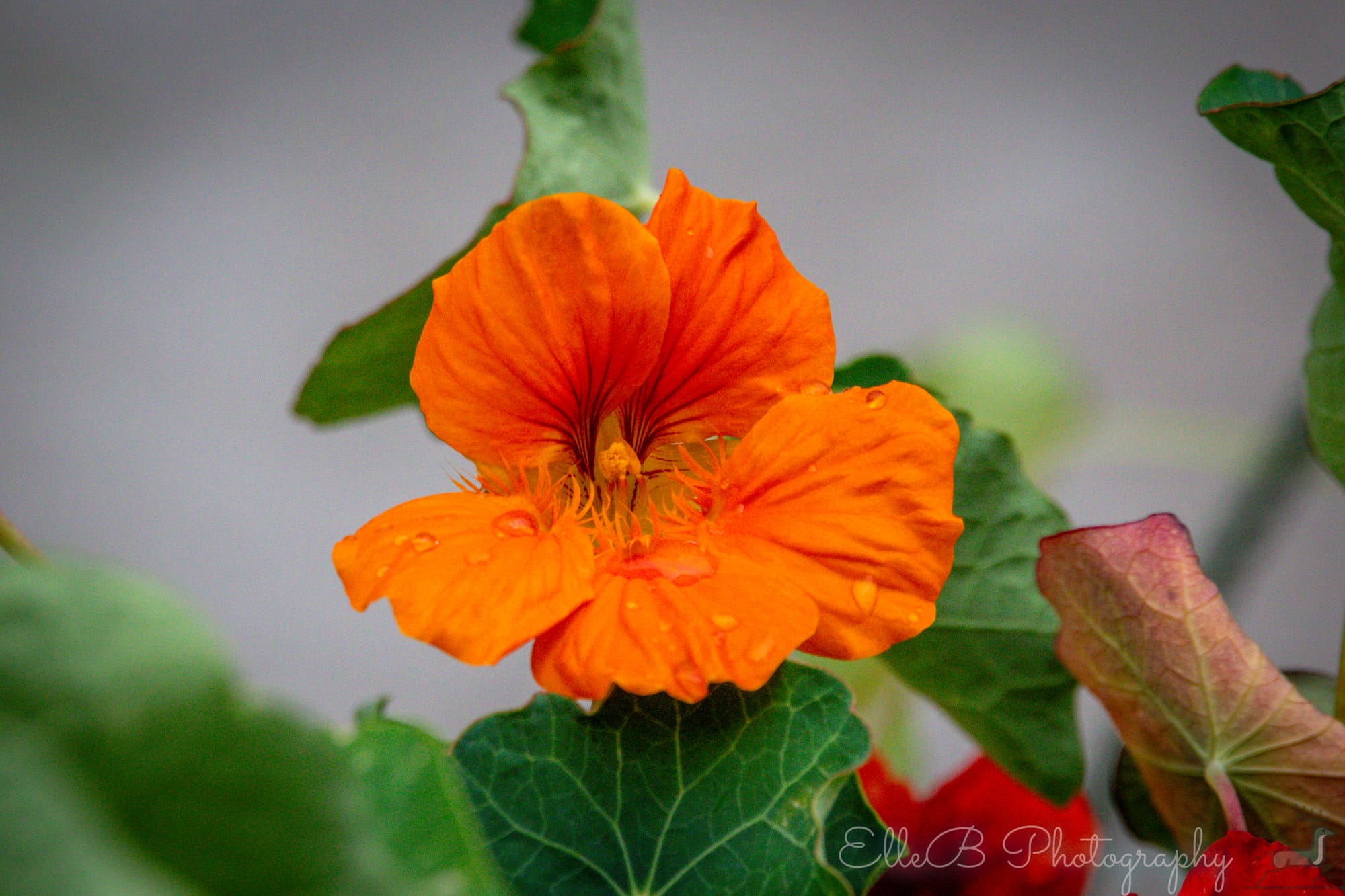Garden Photography