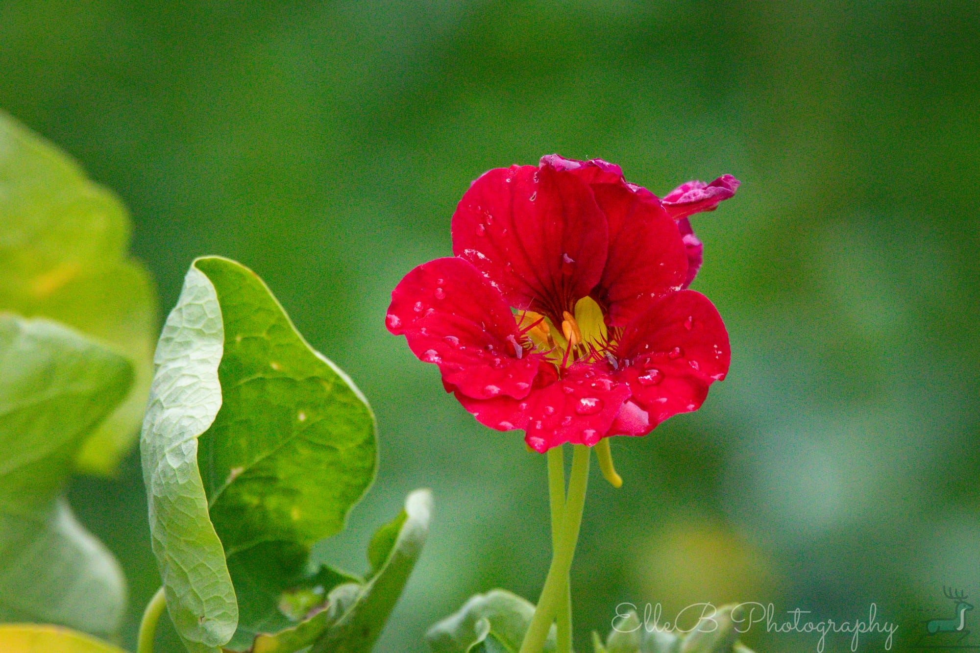 Garden Photography