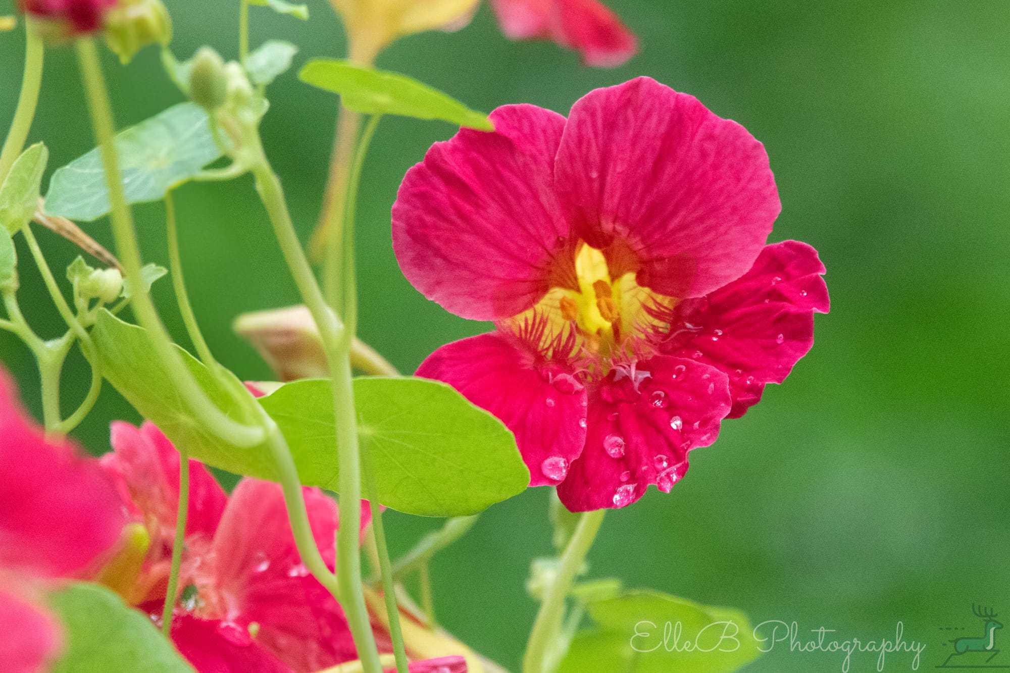 Garden Photography