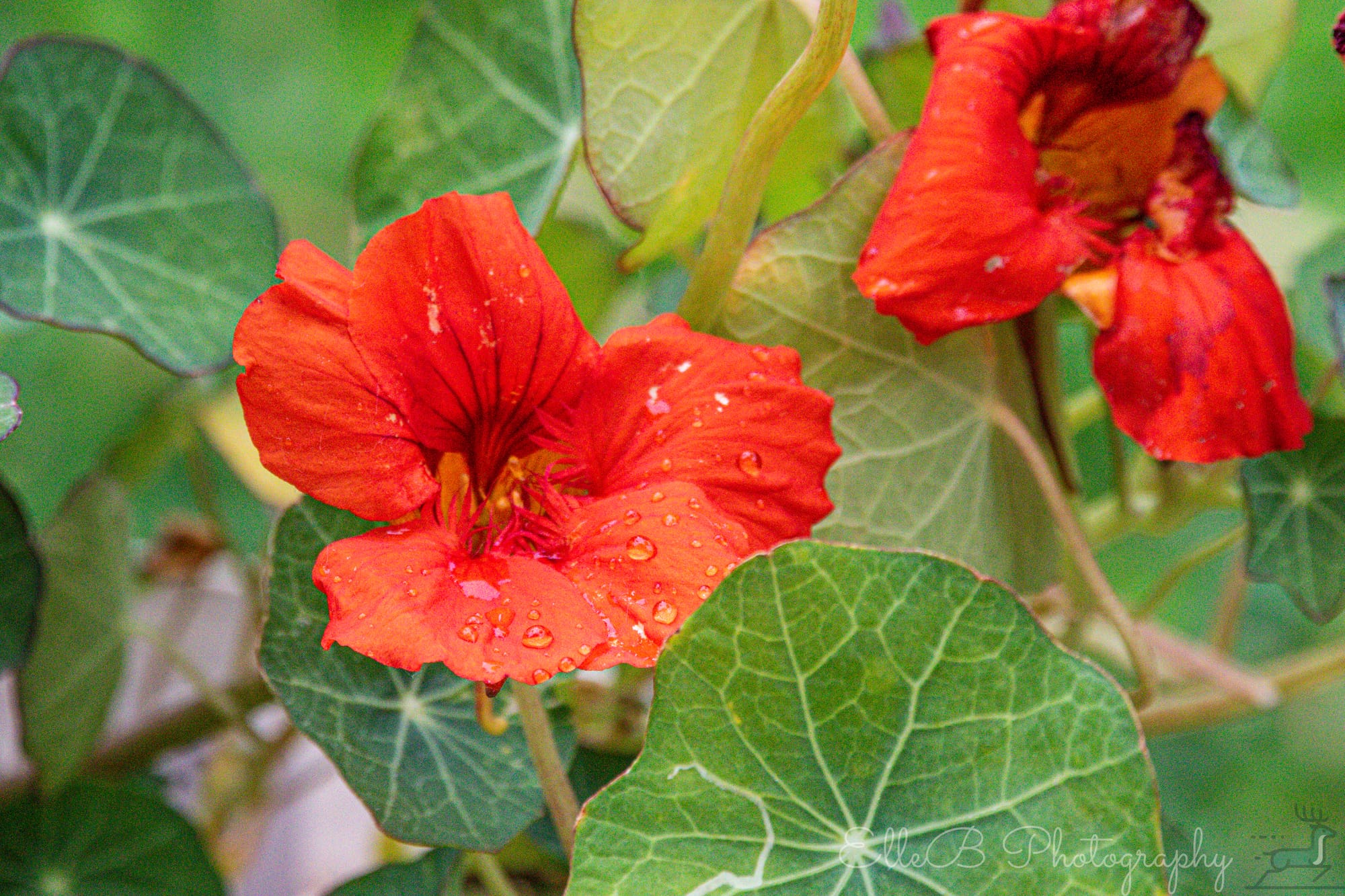 Garden Photography