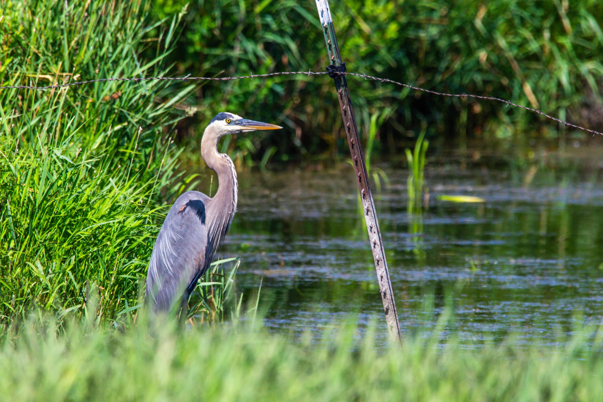 Spotlight: Great Blue Heron