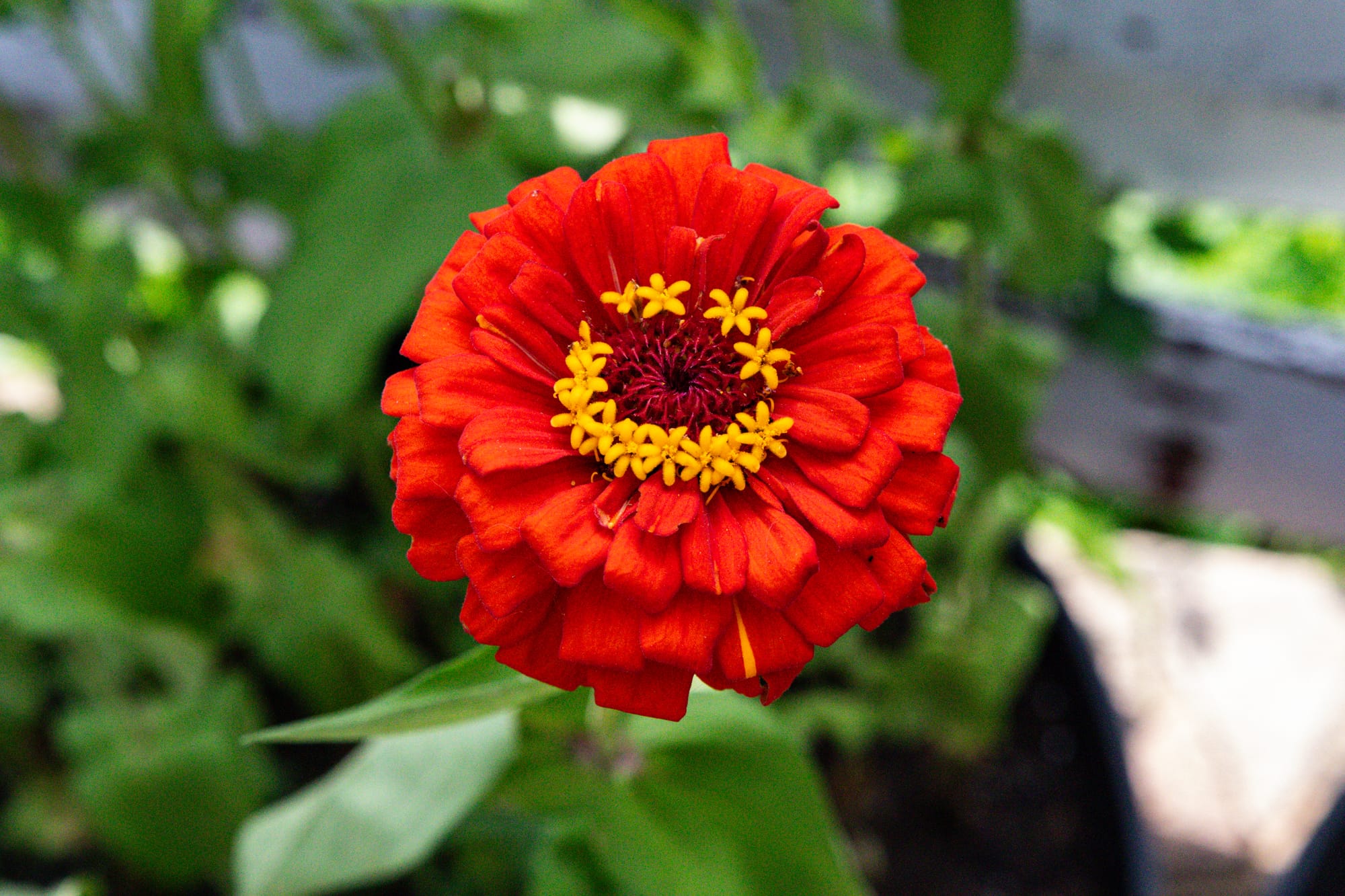Garden Photography