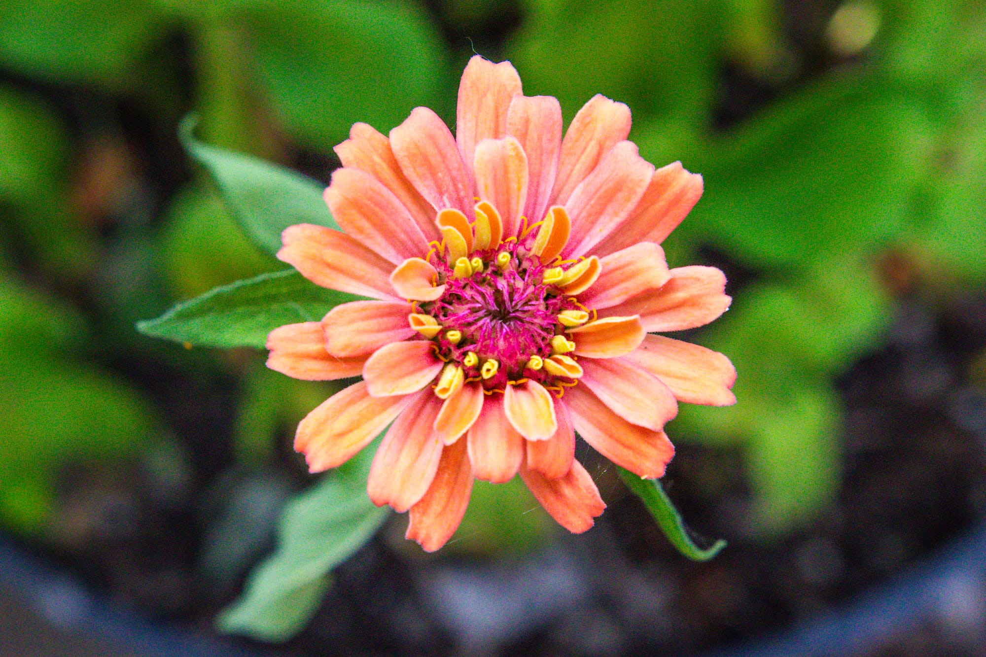 Garden Photography