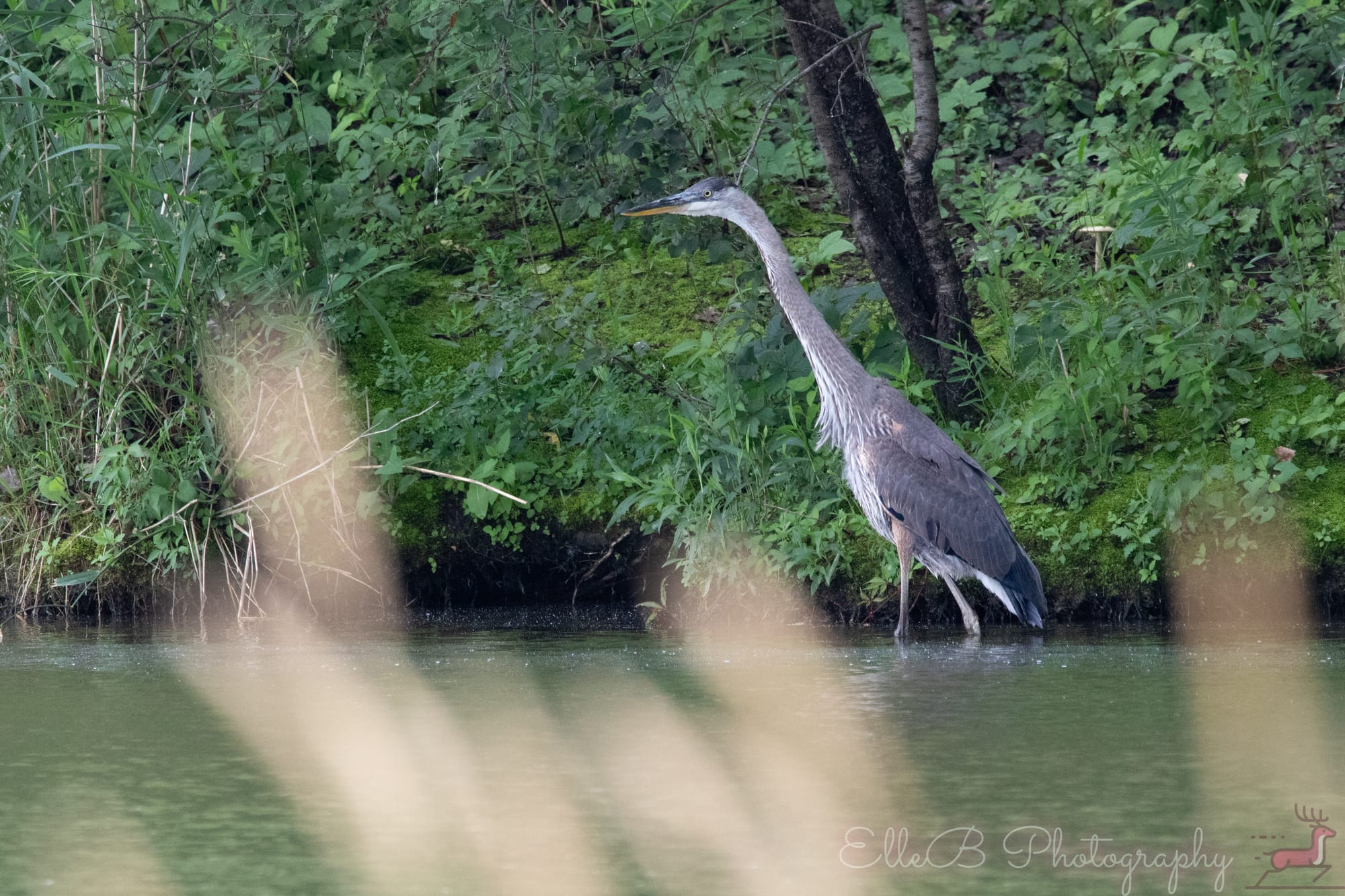 Spotlight: Great Blue Heron