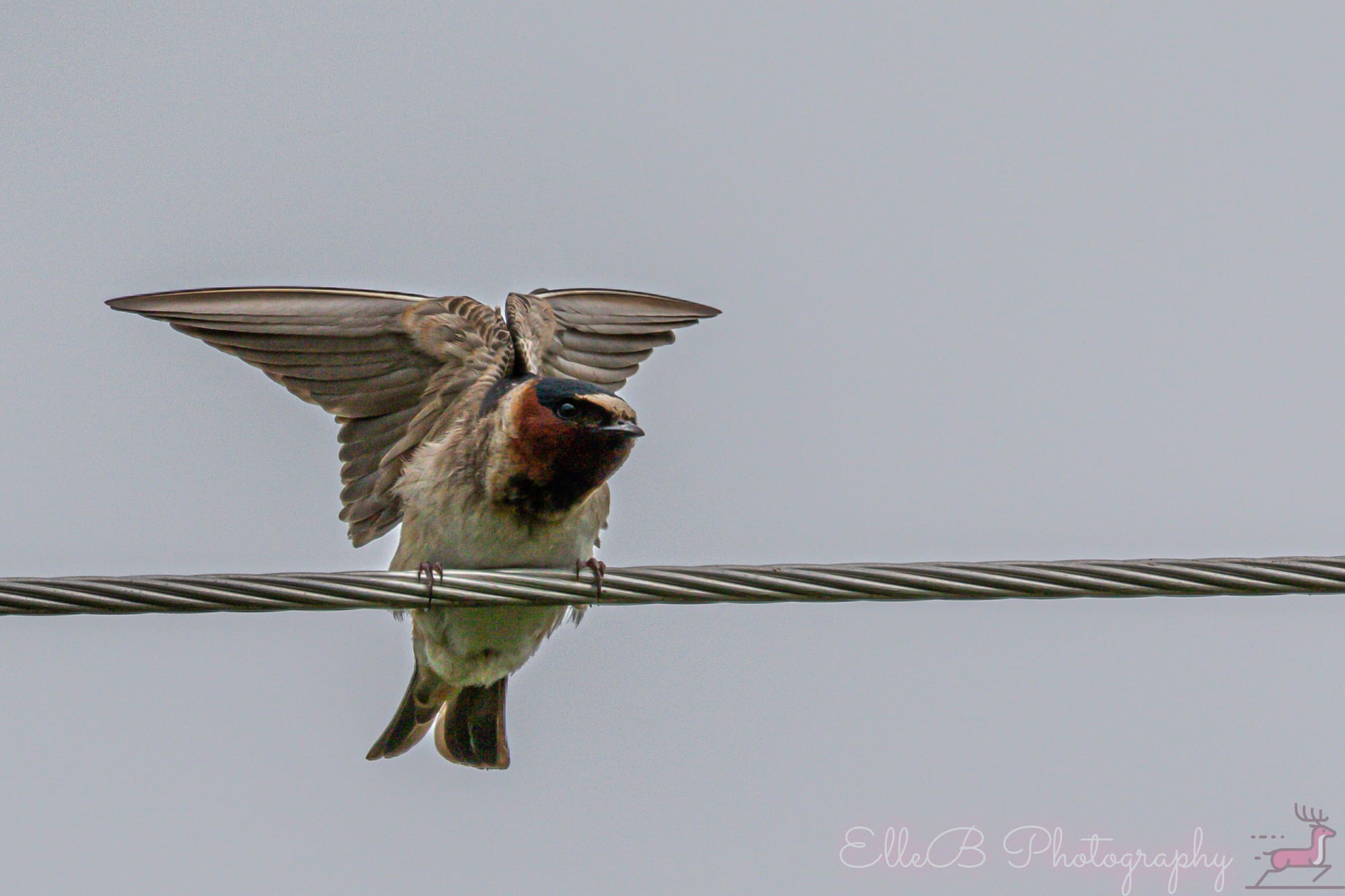 Bird Tracking 2025: June & July