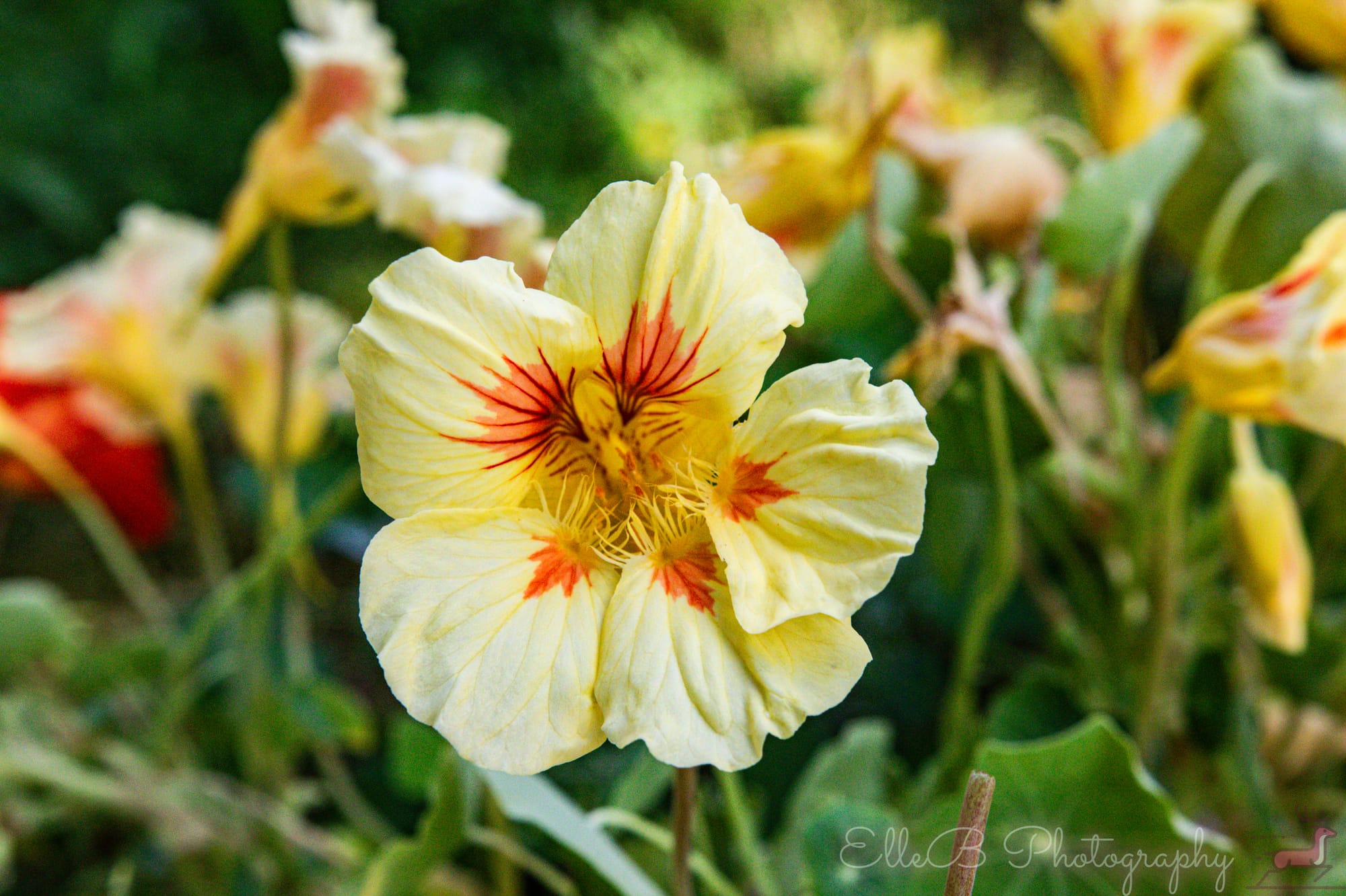 Garden Photography