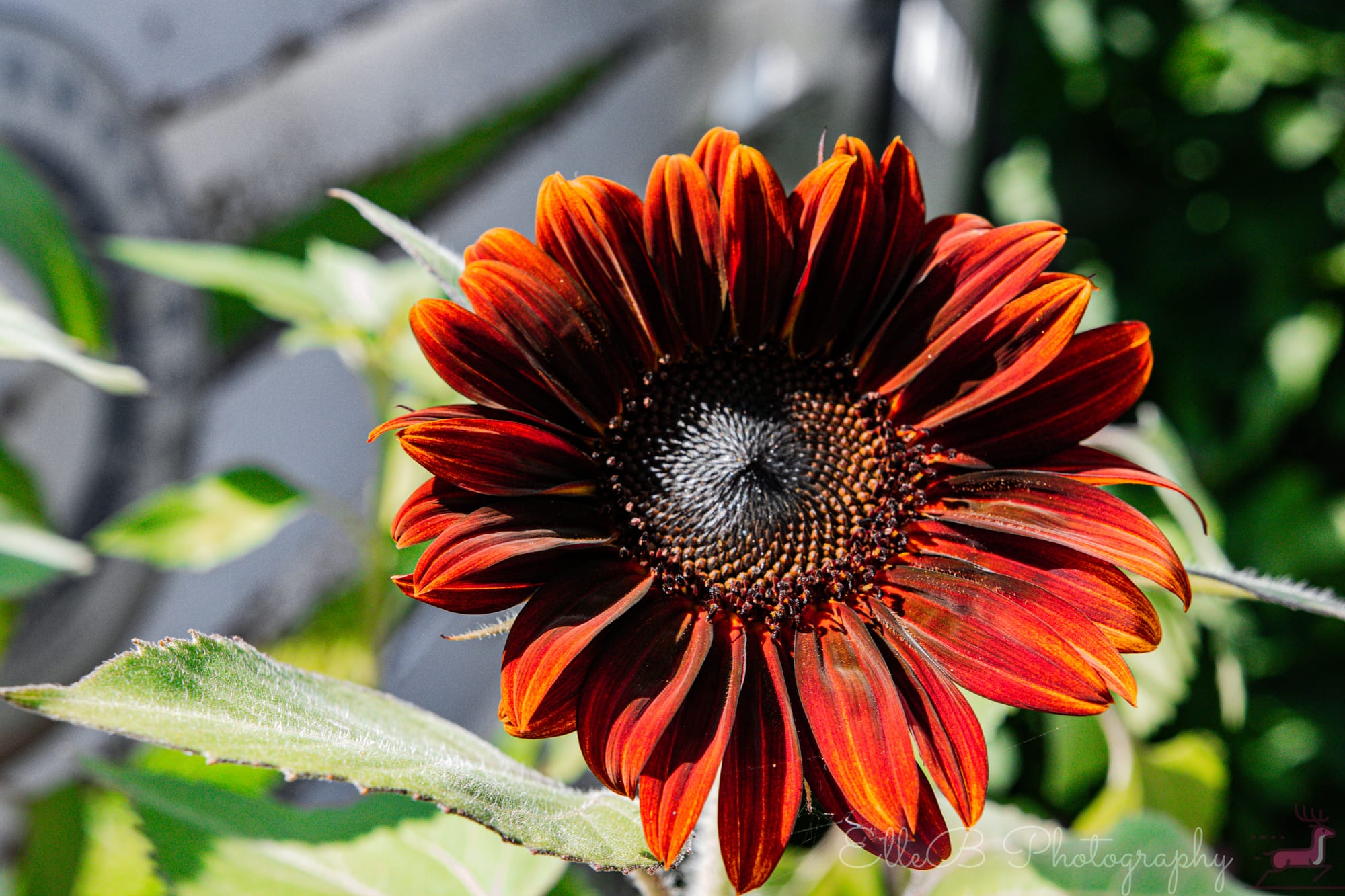 Garden Photography