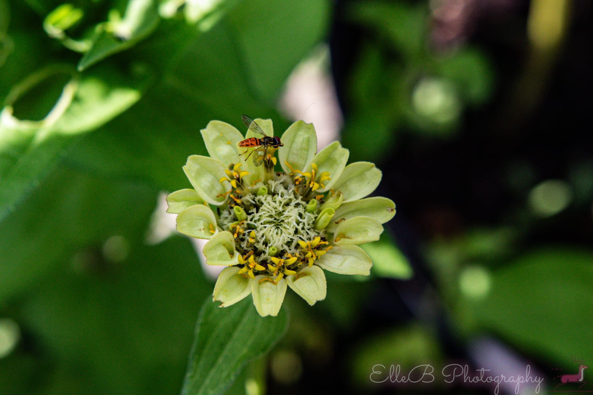 Garden Photography
