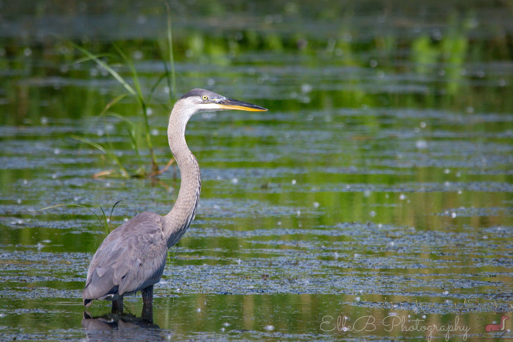 Spotlight: Great Blue Heron