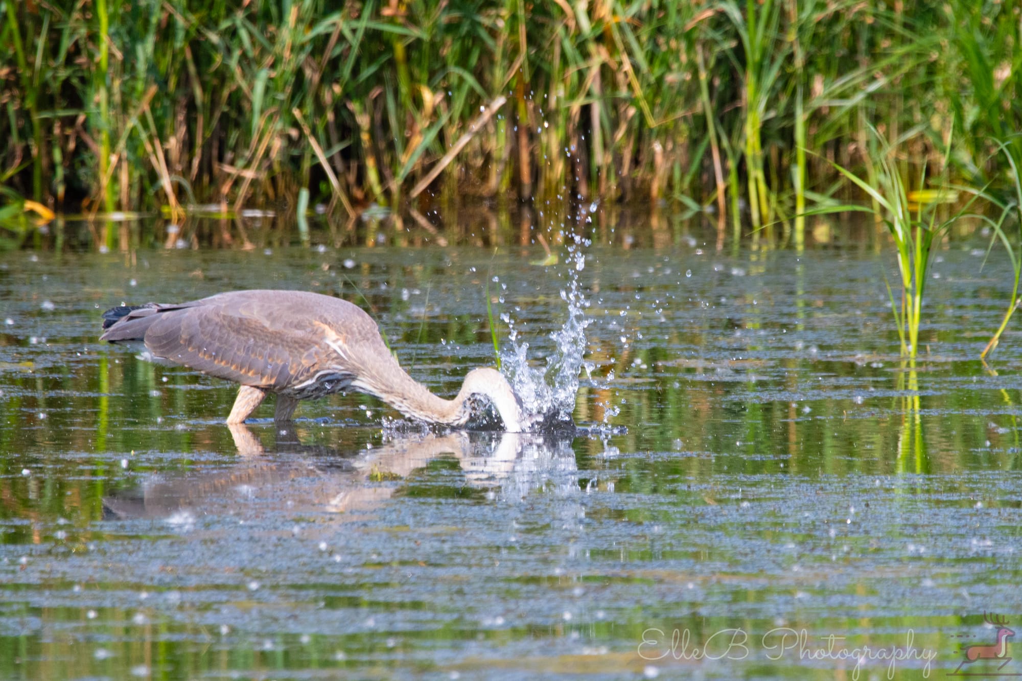 Spotlight: Great Blue Heron