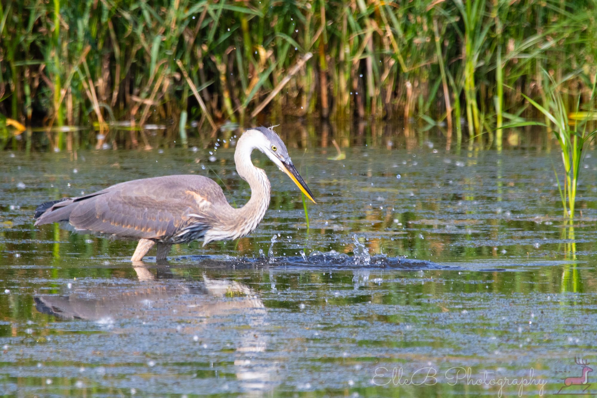Spotlight: Great Blue Heron