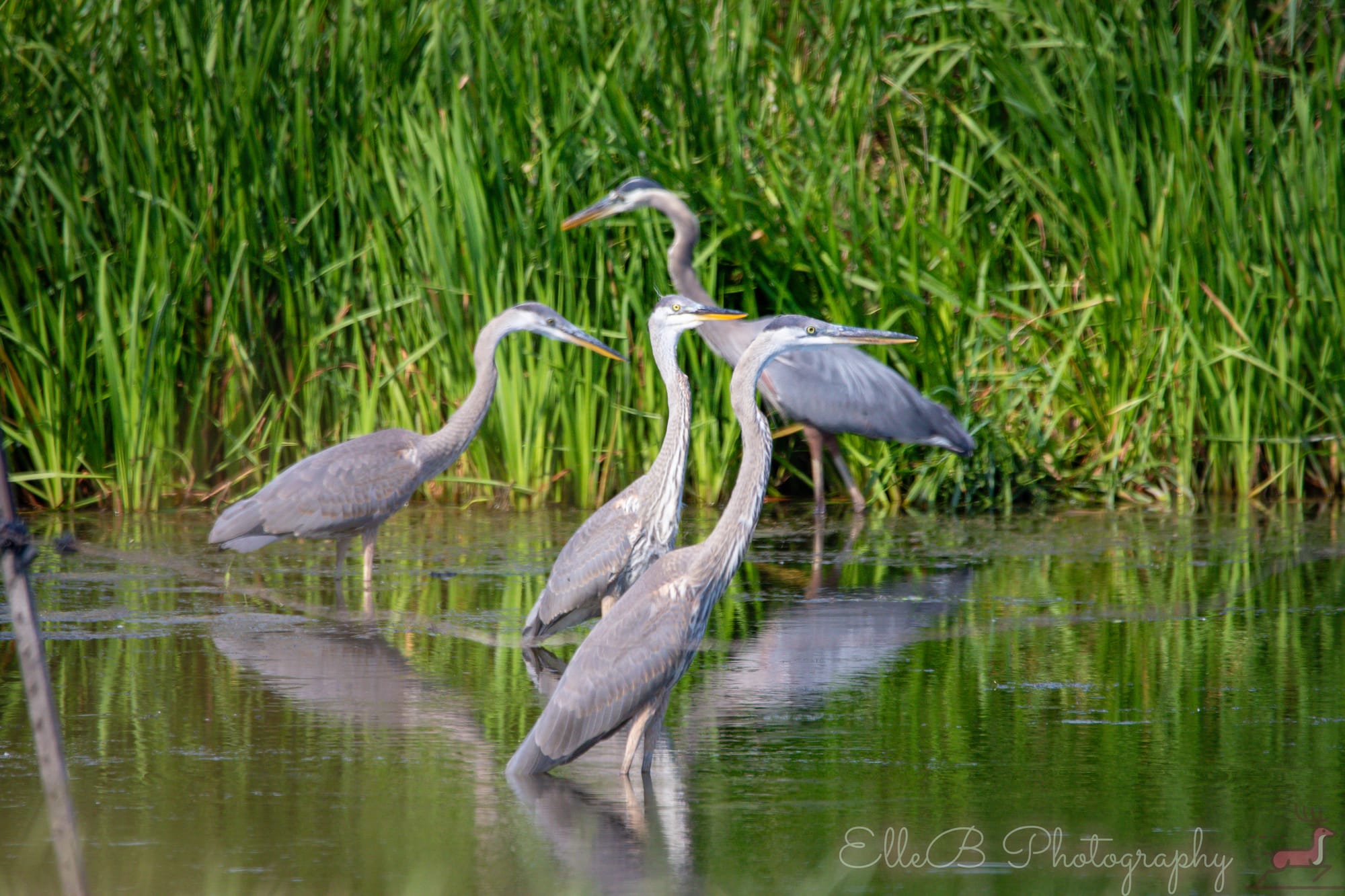 Spotlight: Great Blue Heron