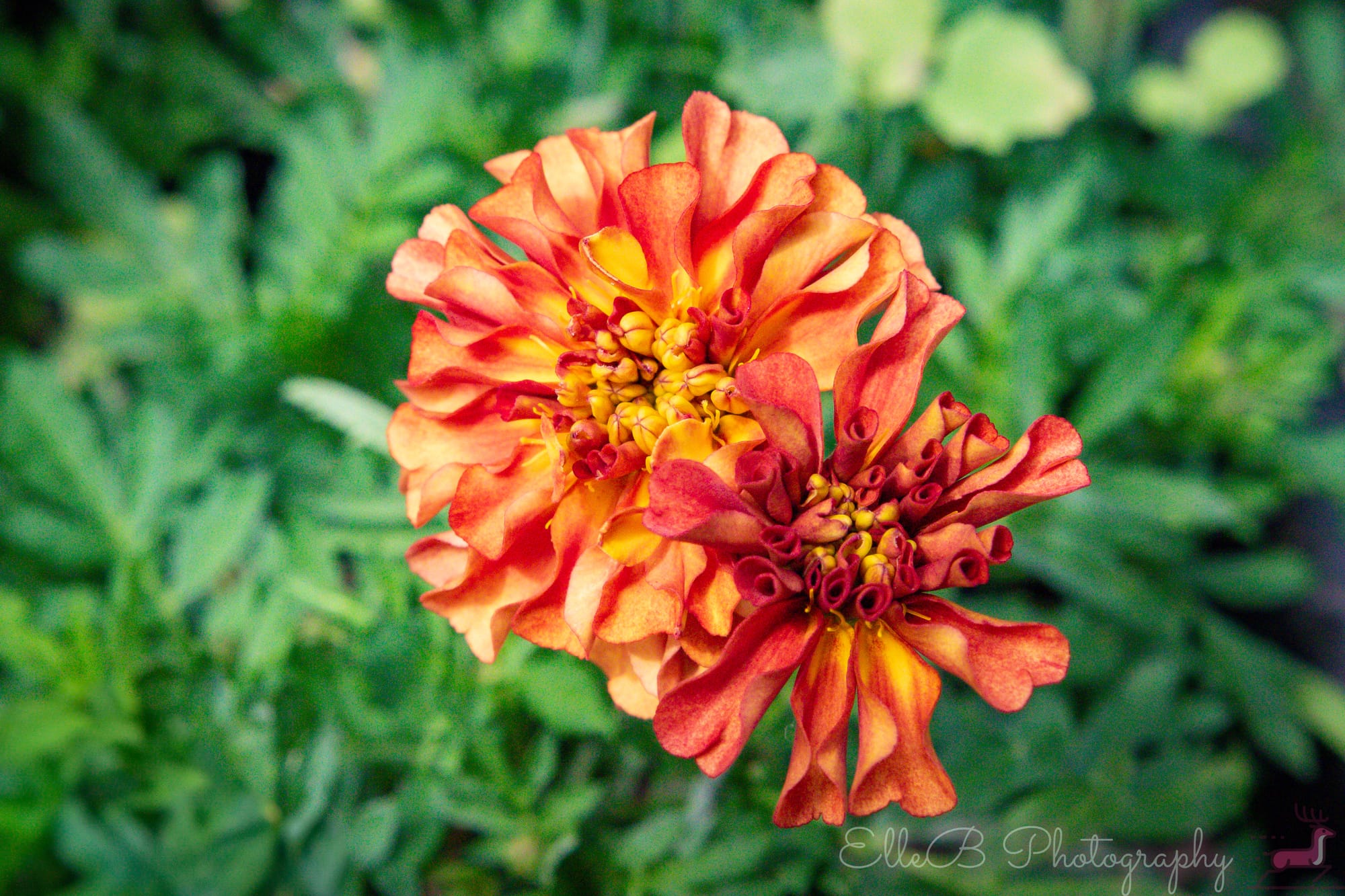Garden Photography