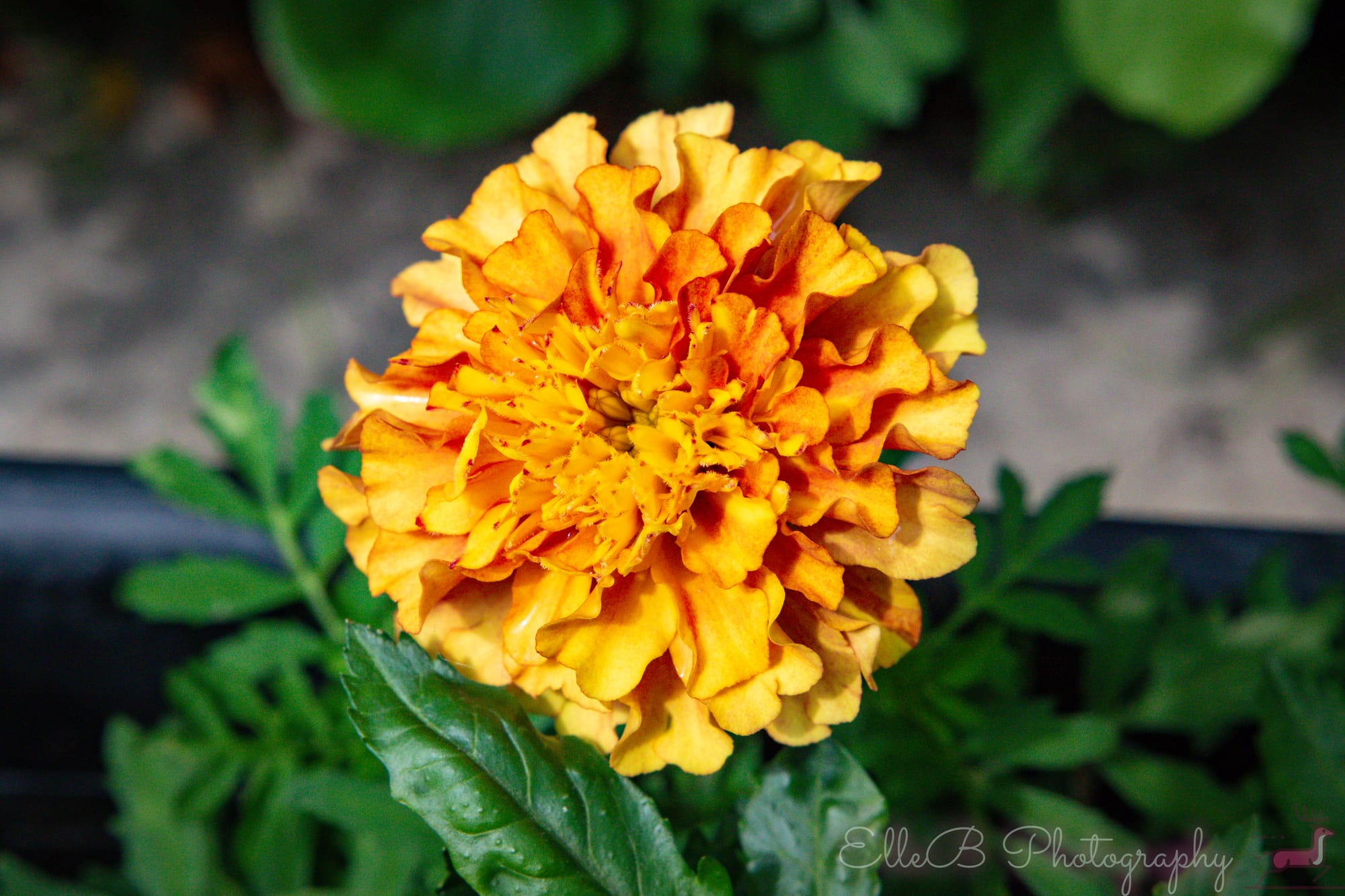 Garden Photography