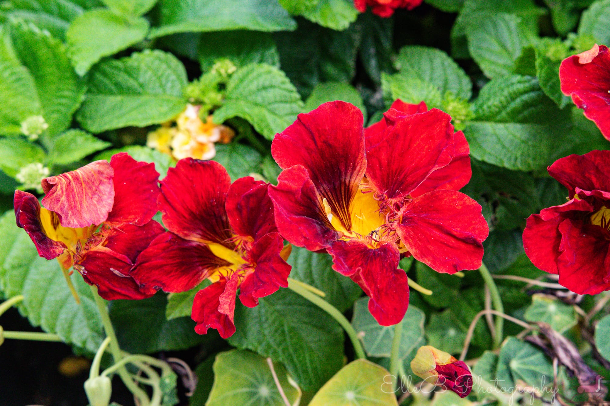 Garden Photography