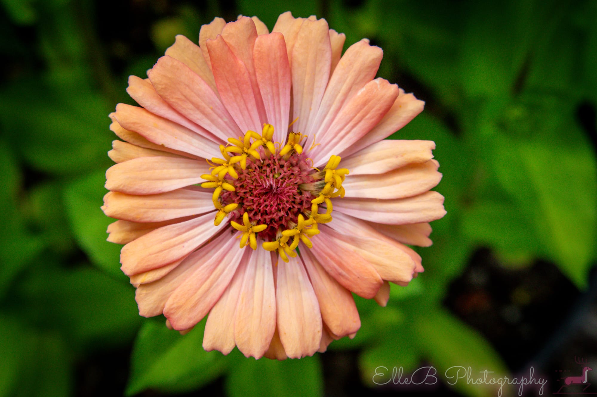 Garden Photography
