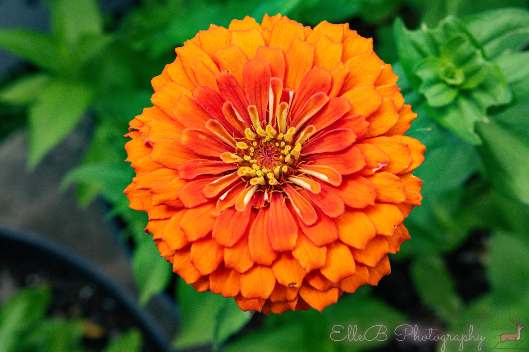 Garden Photography