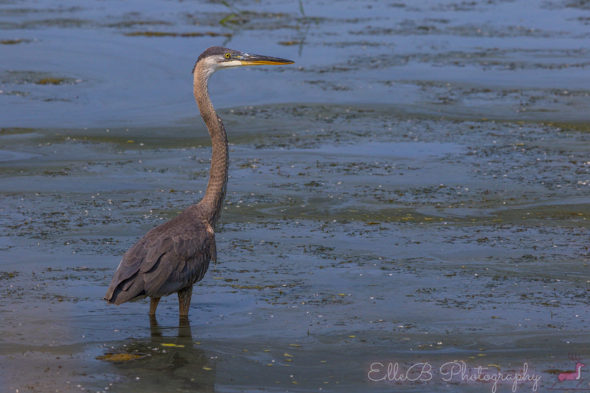 Spotlight: Great Blue Heron