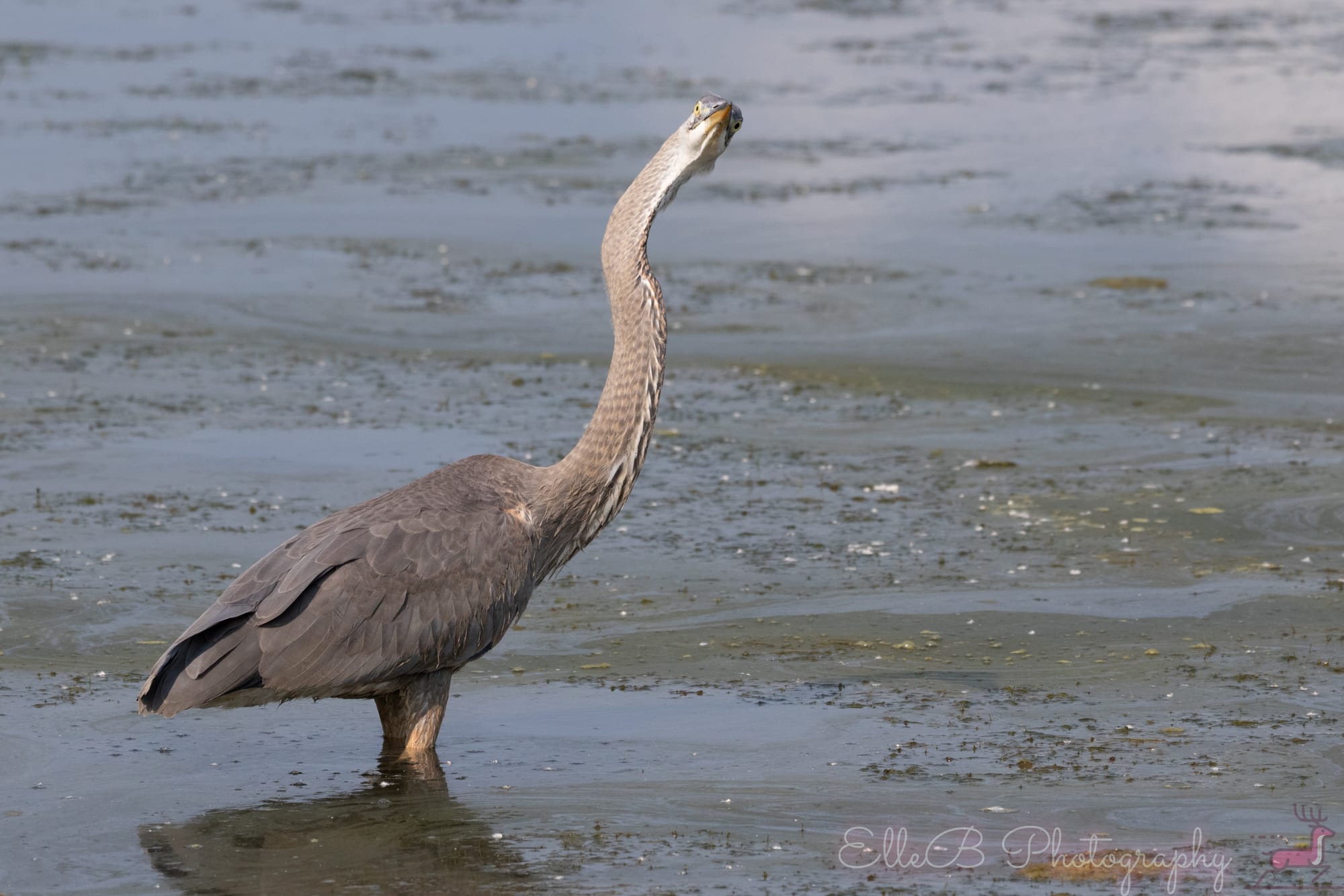 Spotlight: Great Blue Heron