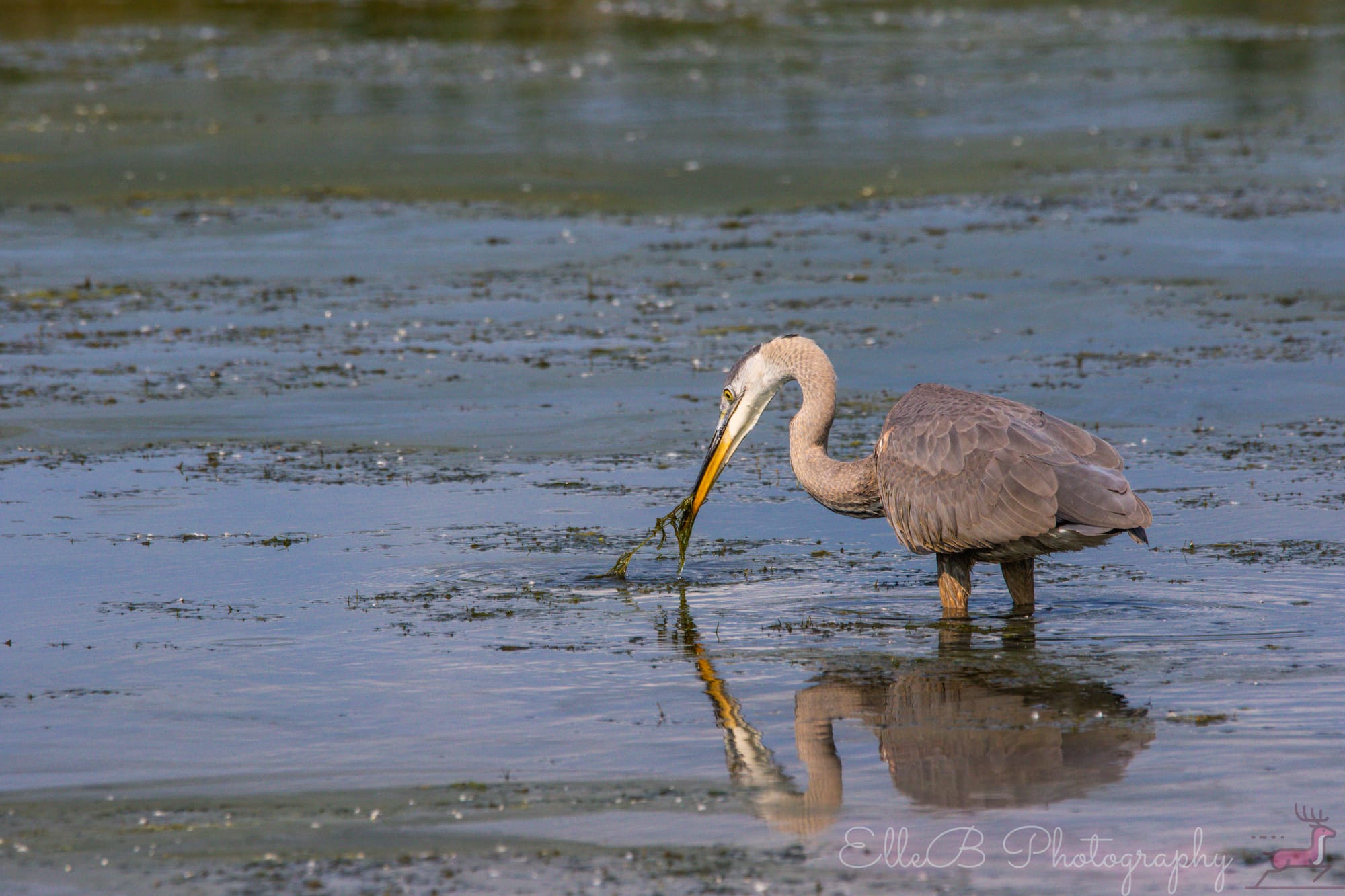 Spotlight: Great Blue Heron
