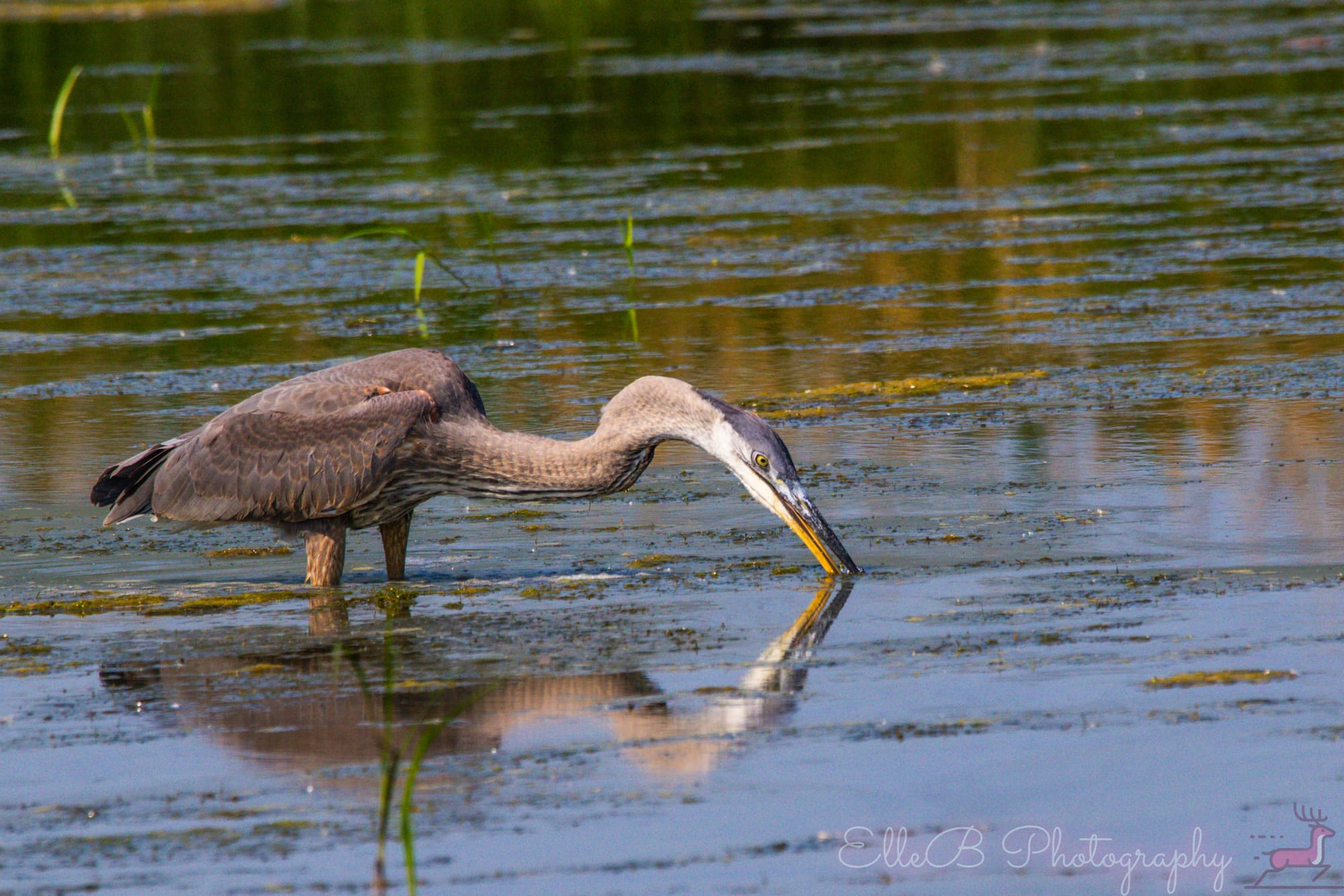Spotlight: Great Blue Heron
