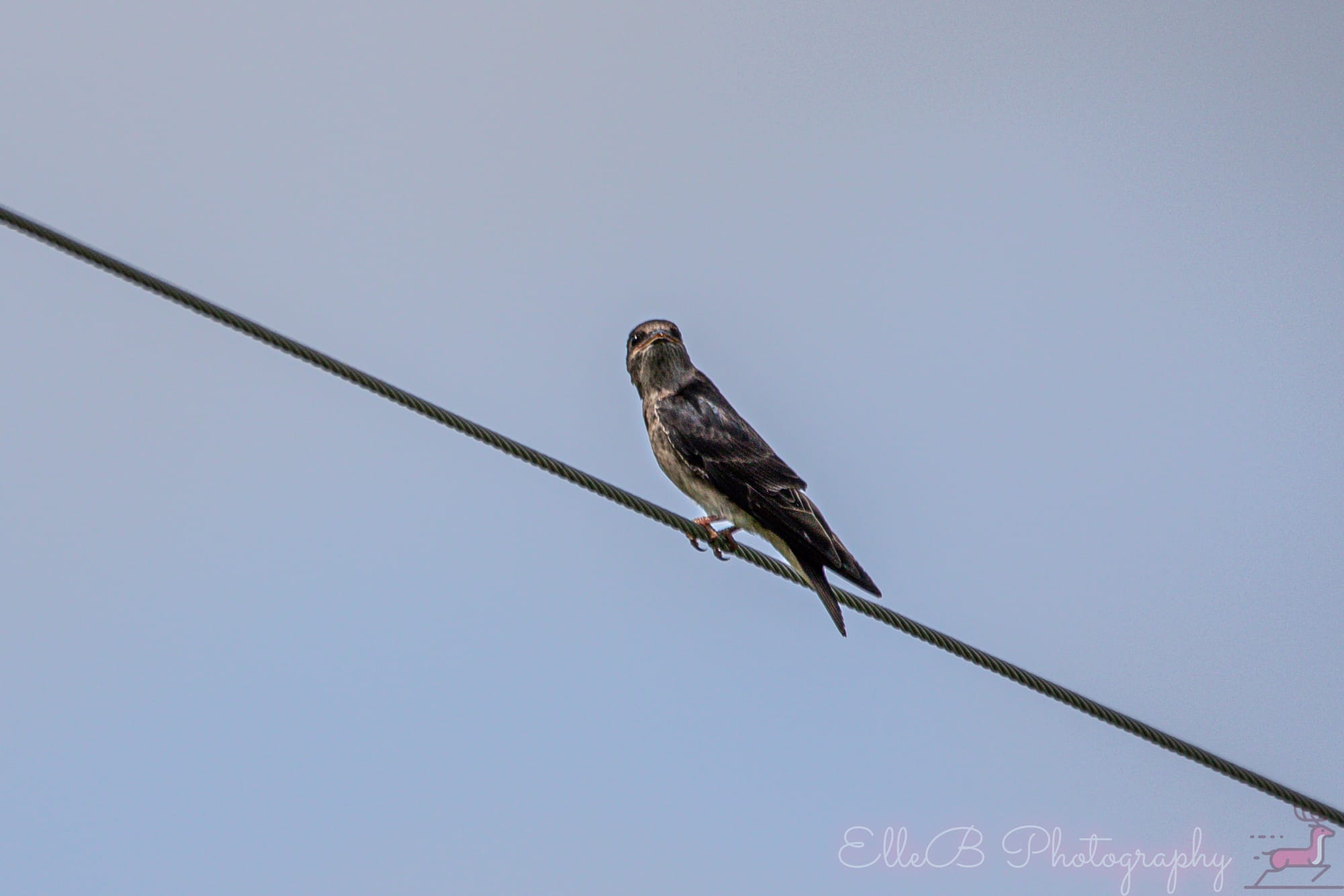 Bird Tracking 2025: June & July