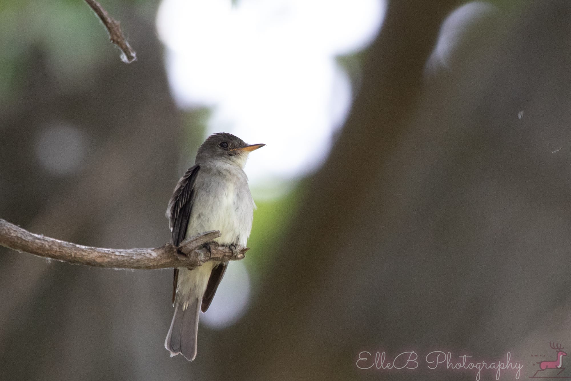 Bird Tracking 2025: June & July