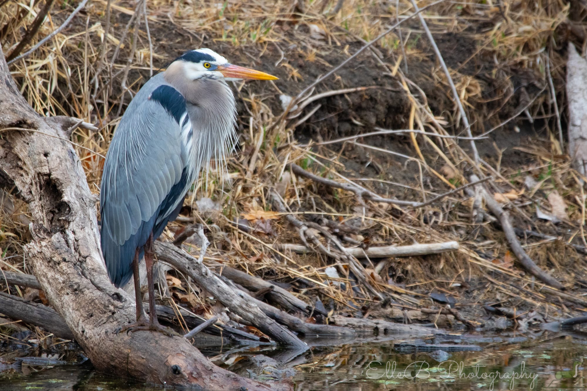Spotlight: Great Blue Heron