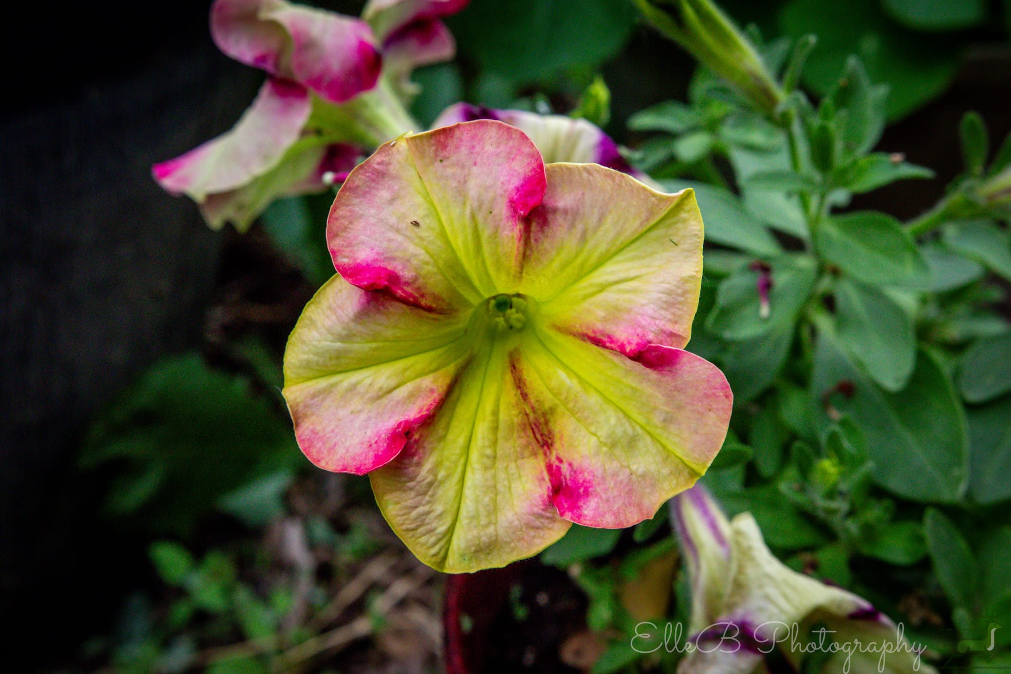 Garden Photography