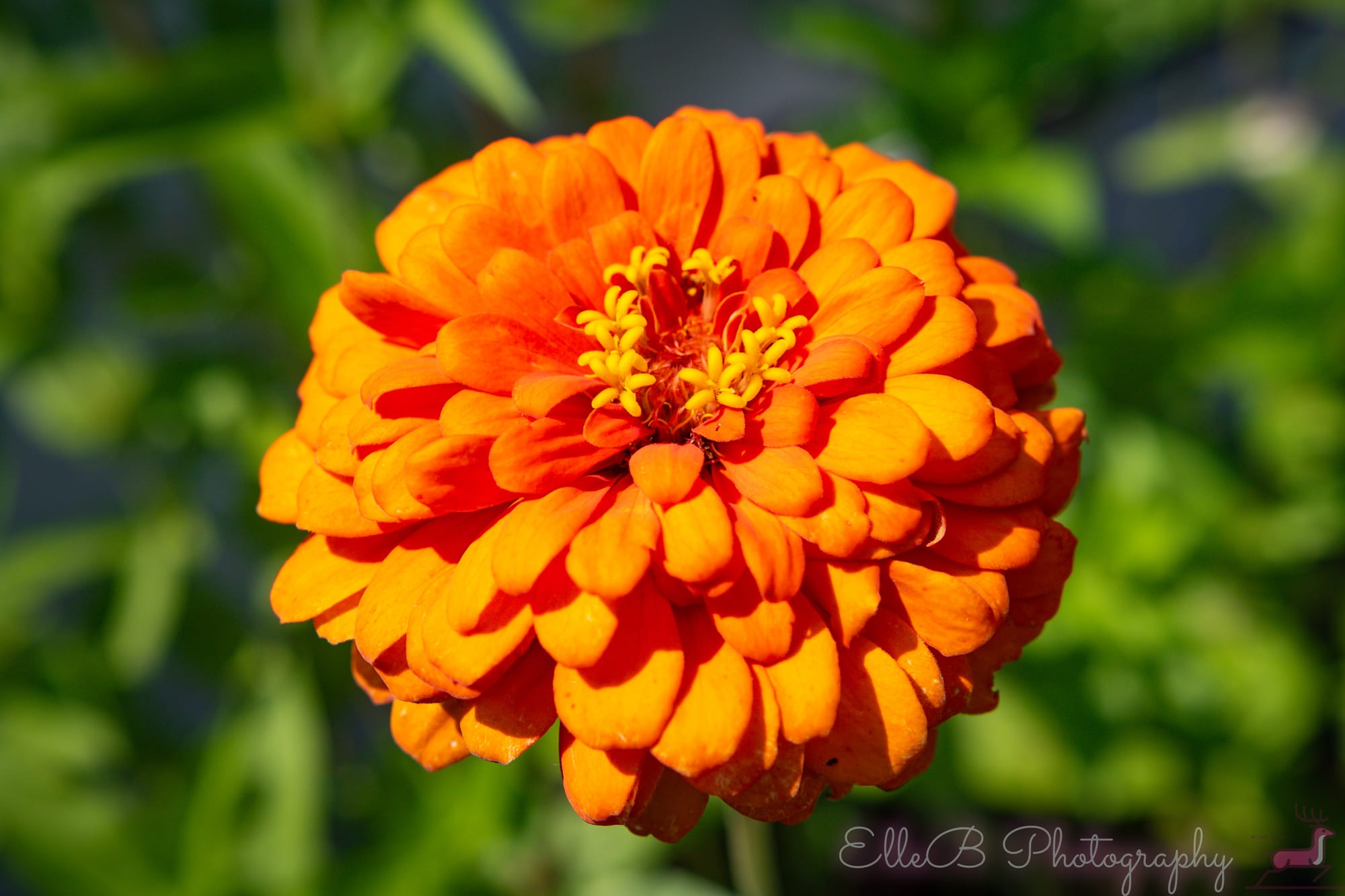 Garden Photography