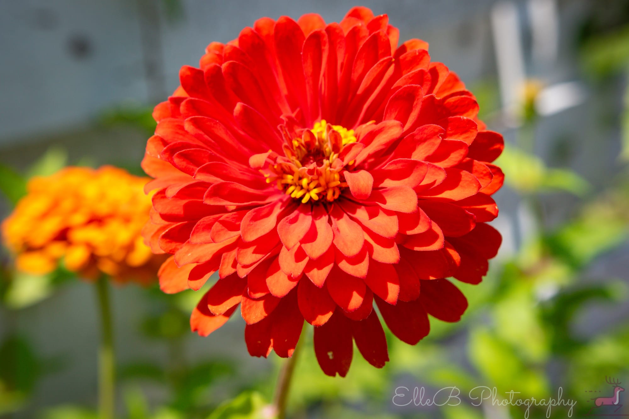 Garden Photography