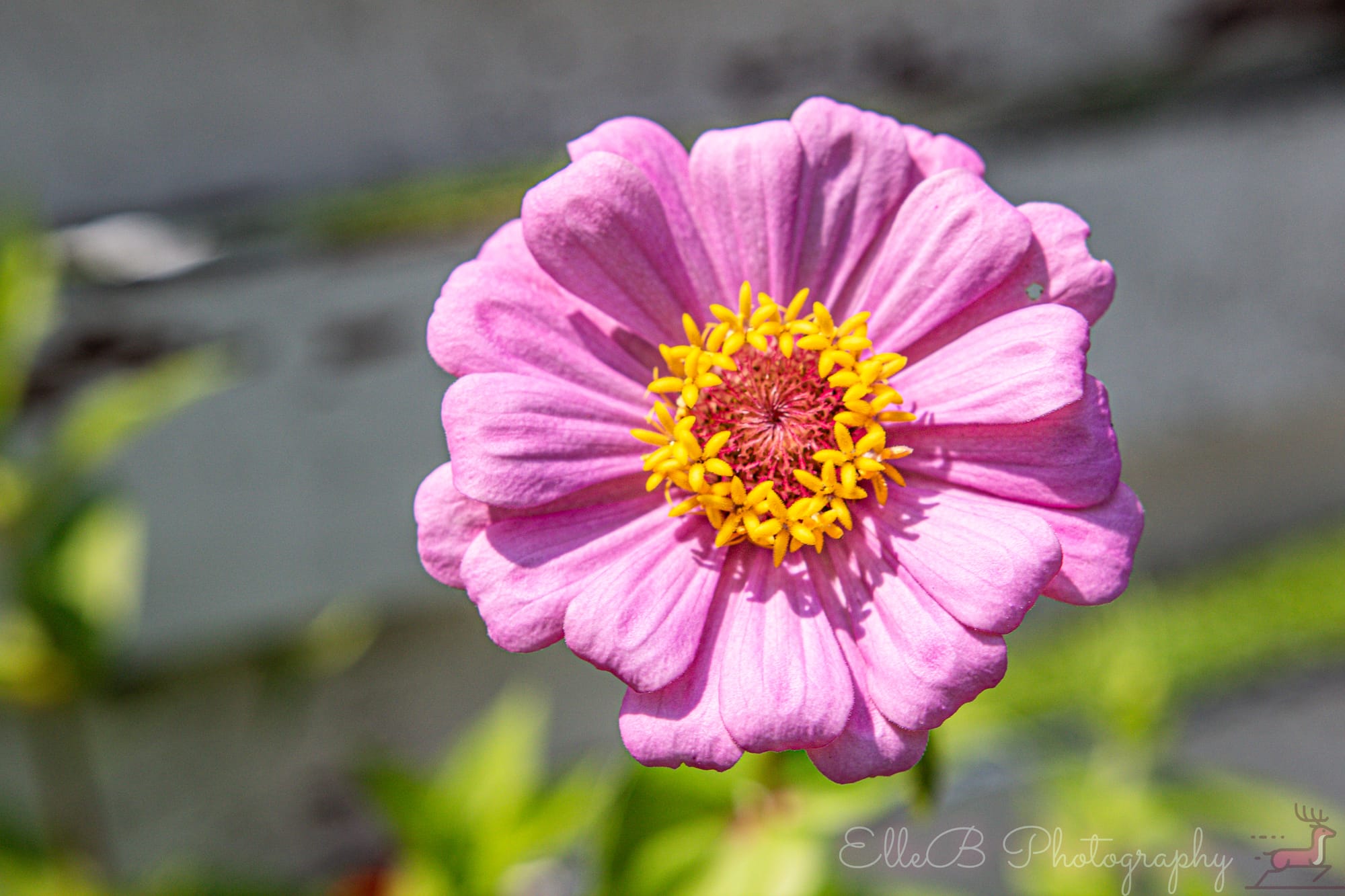 Garden Photography