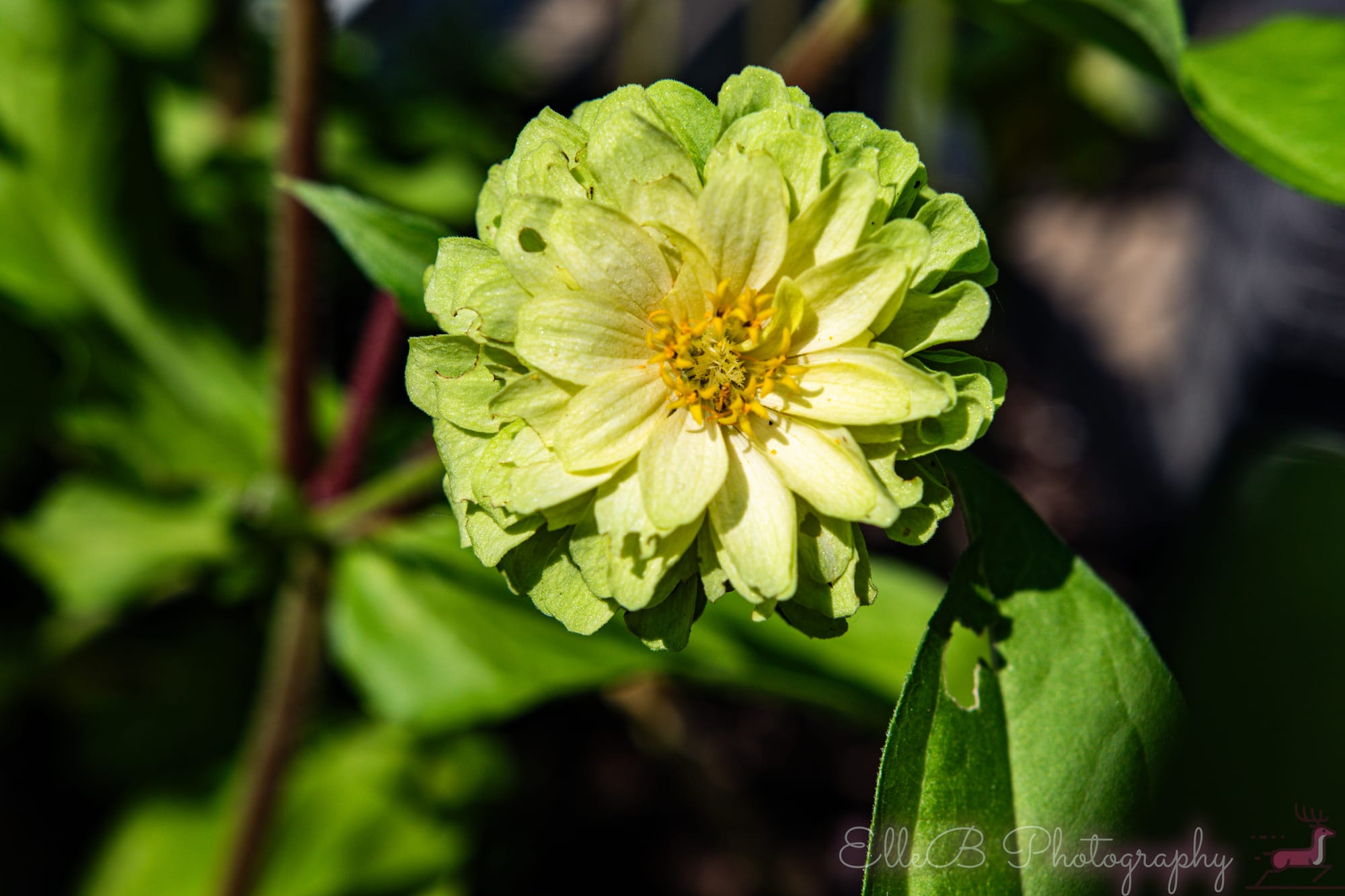 Garden Photography