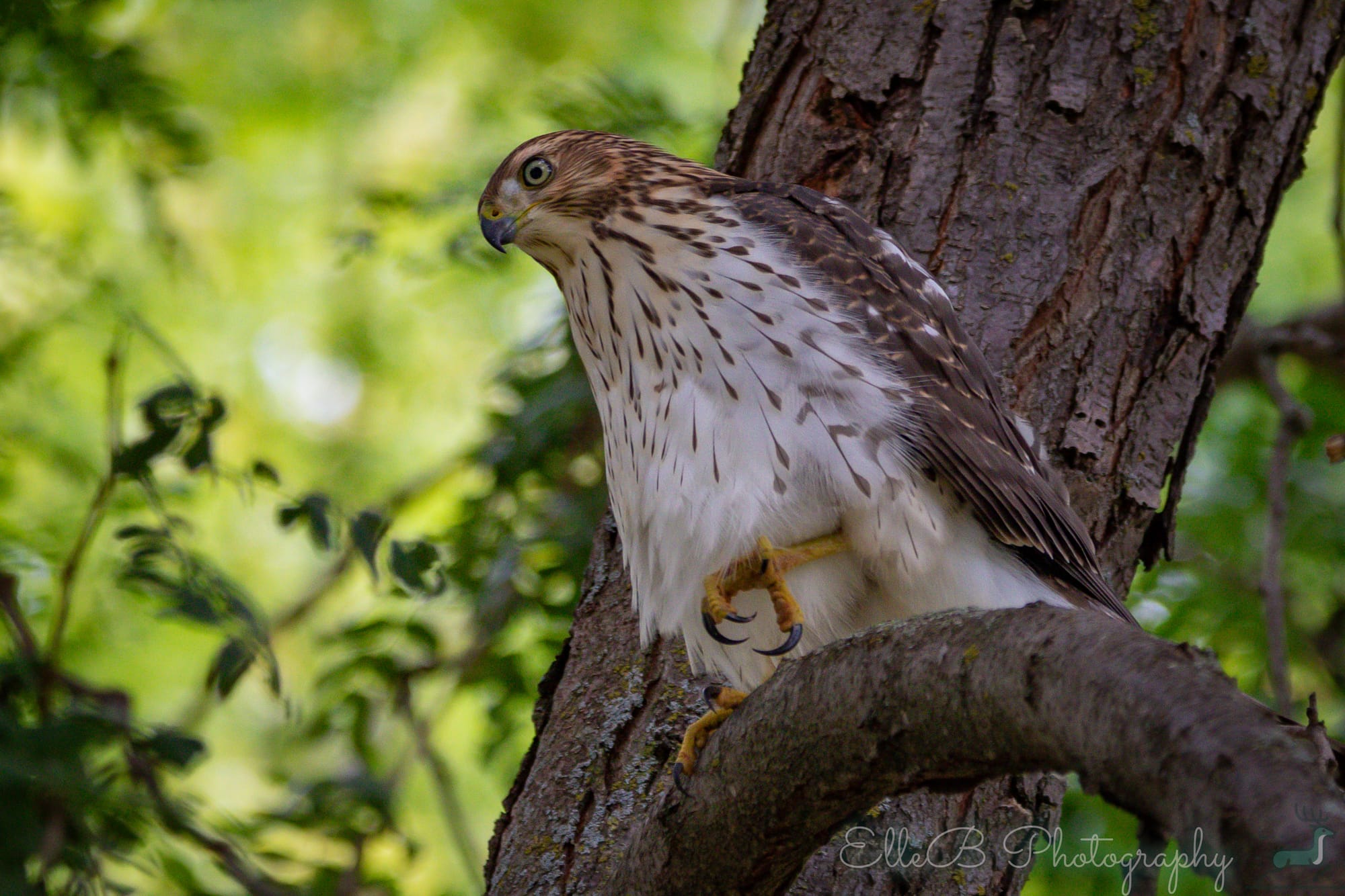 Moments in Nature: Cooper’s Hawk