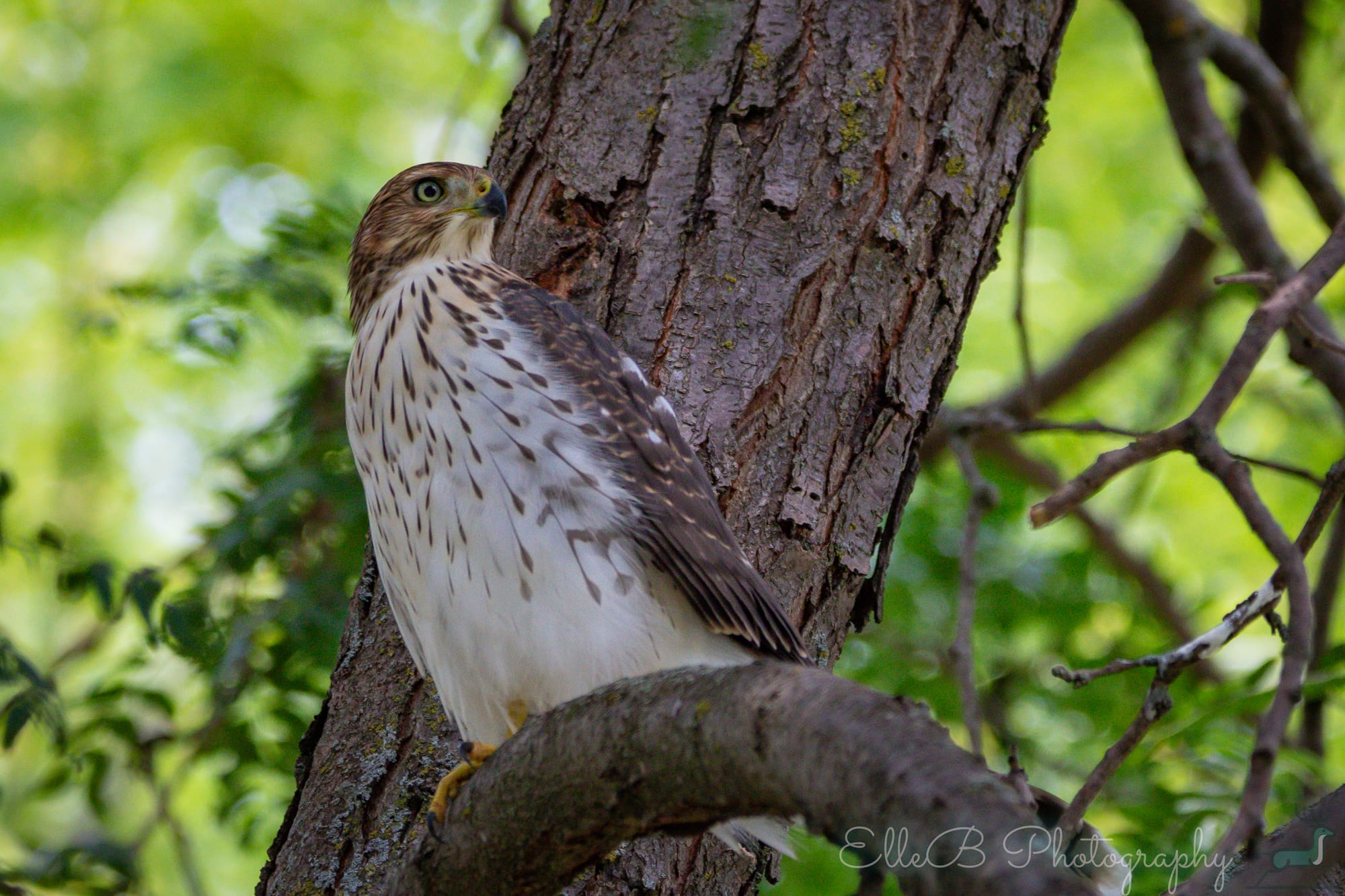 Moments in Nature: Cooper’s Hawk