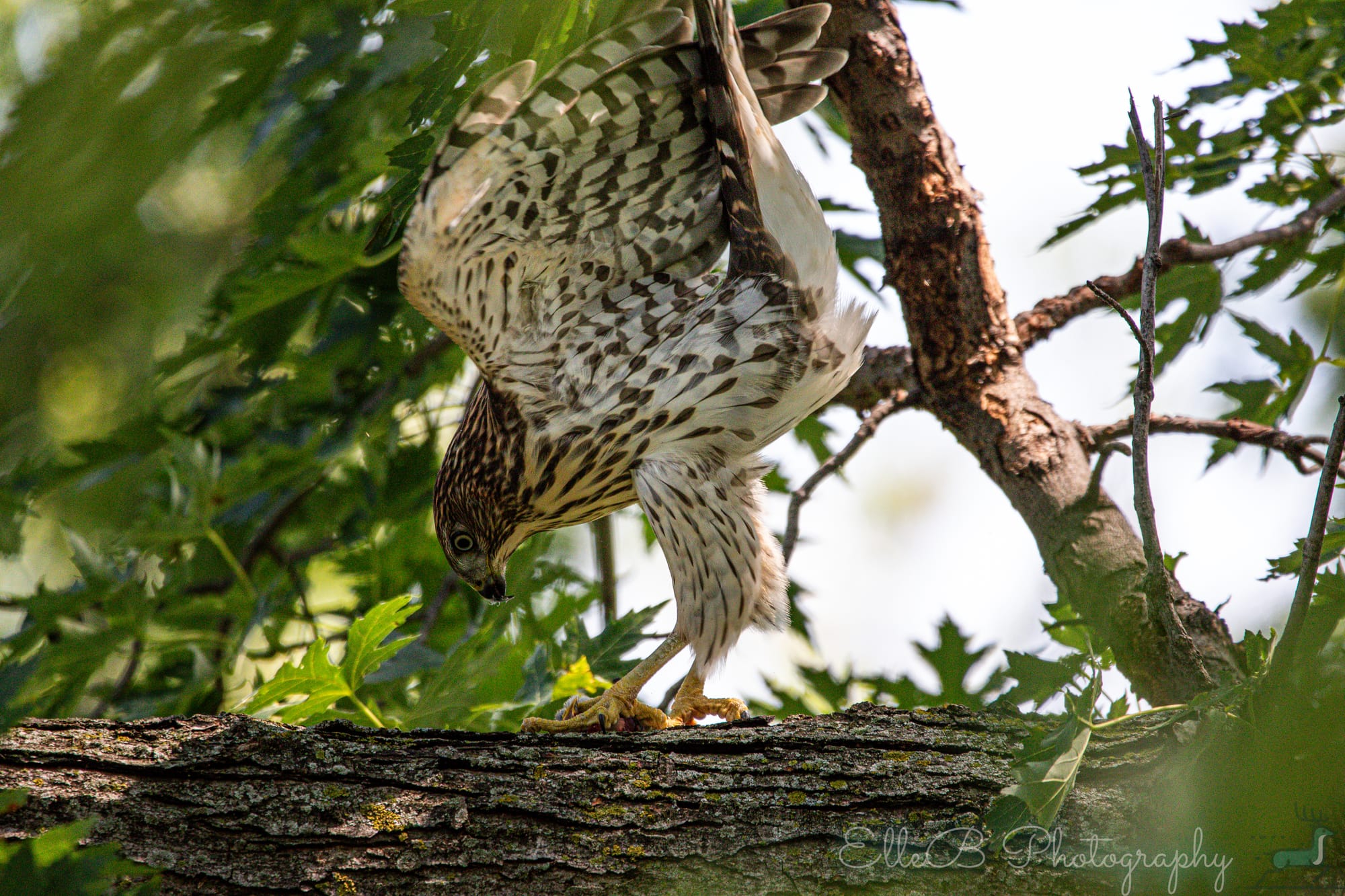 Moments in Nature: Cooper’s Hawk