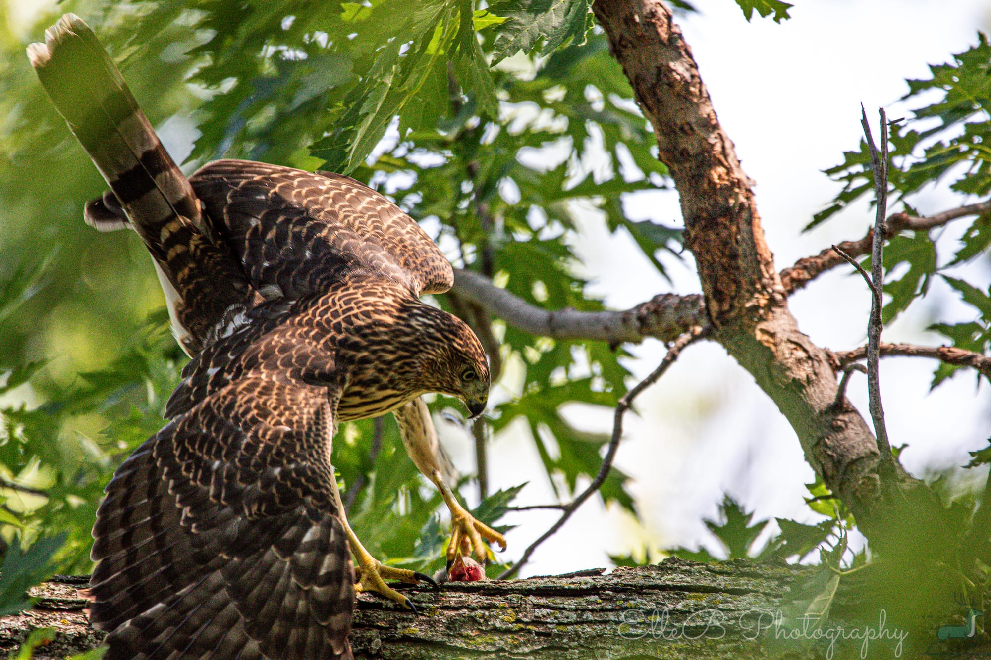 Moments in Nature: Cooper’s Hawk