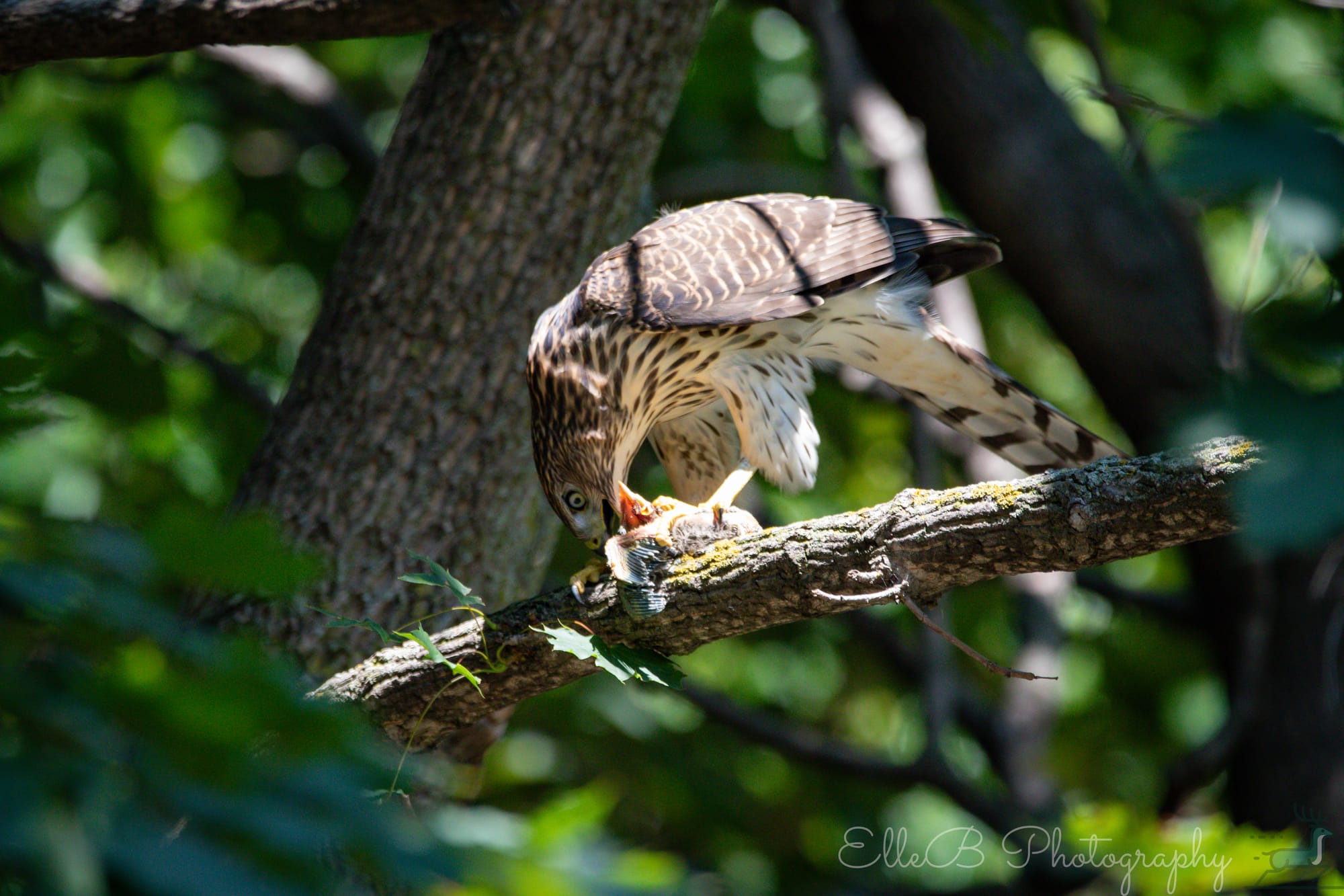 Moments in Nature: Cooper’s Hawk