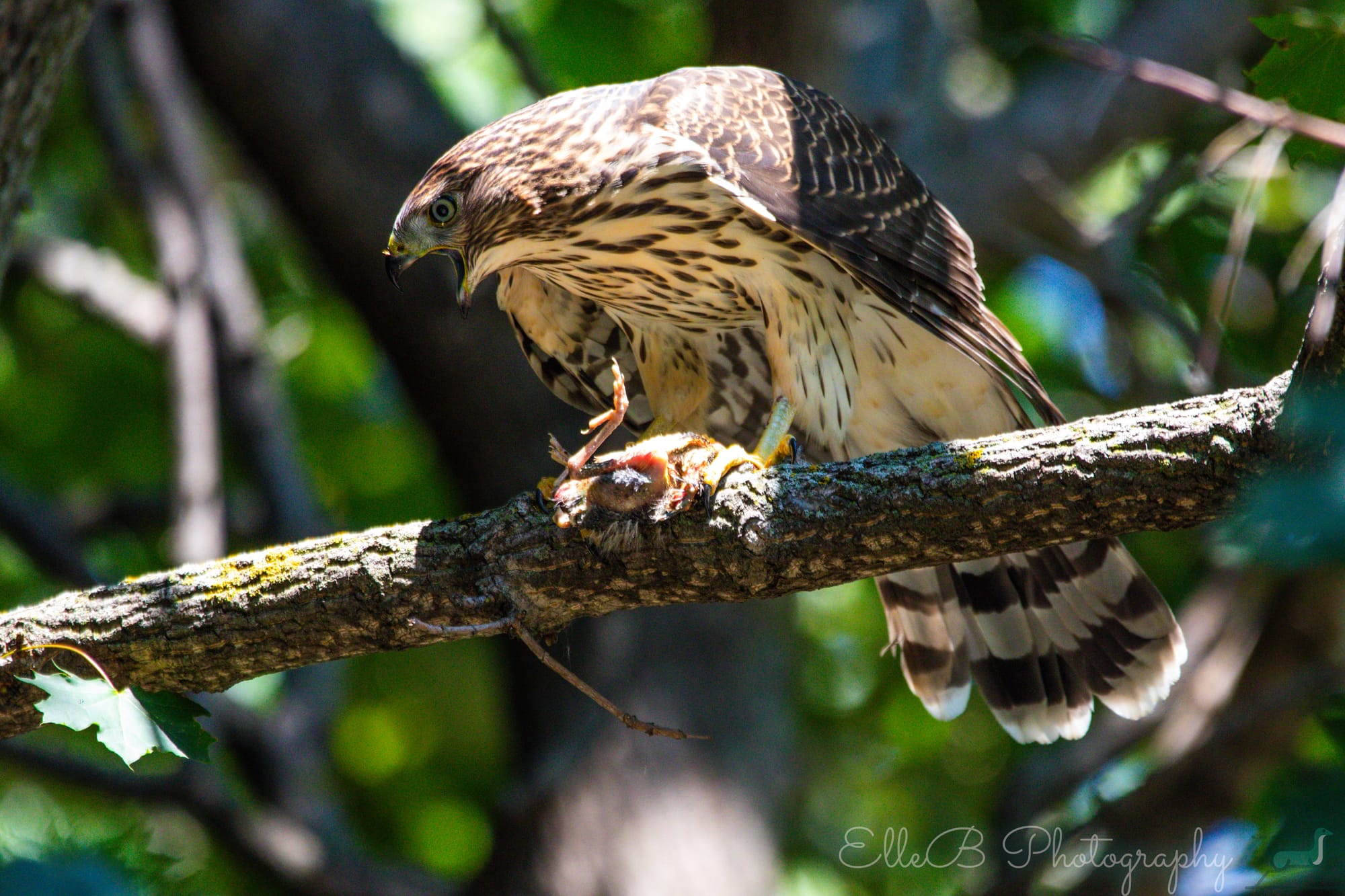 Moments in Nature: Cooper’s Hawk