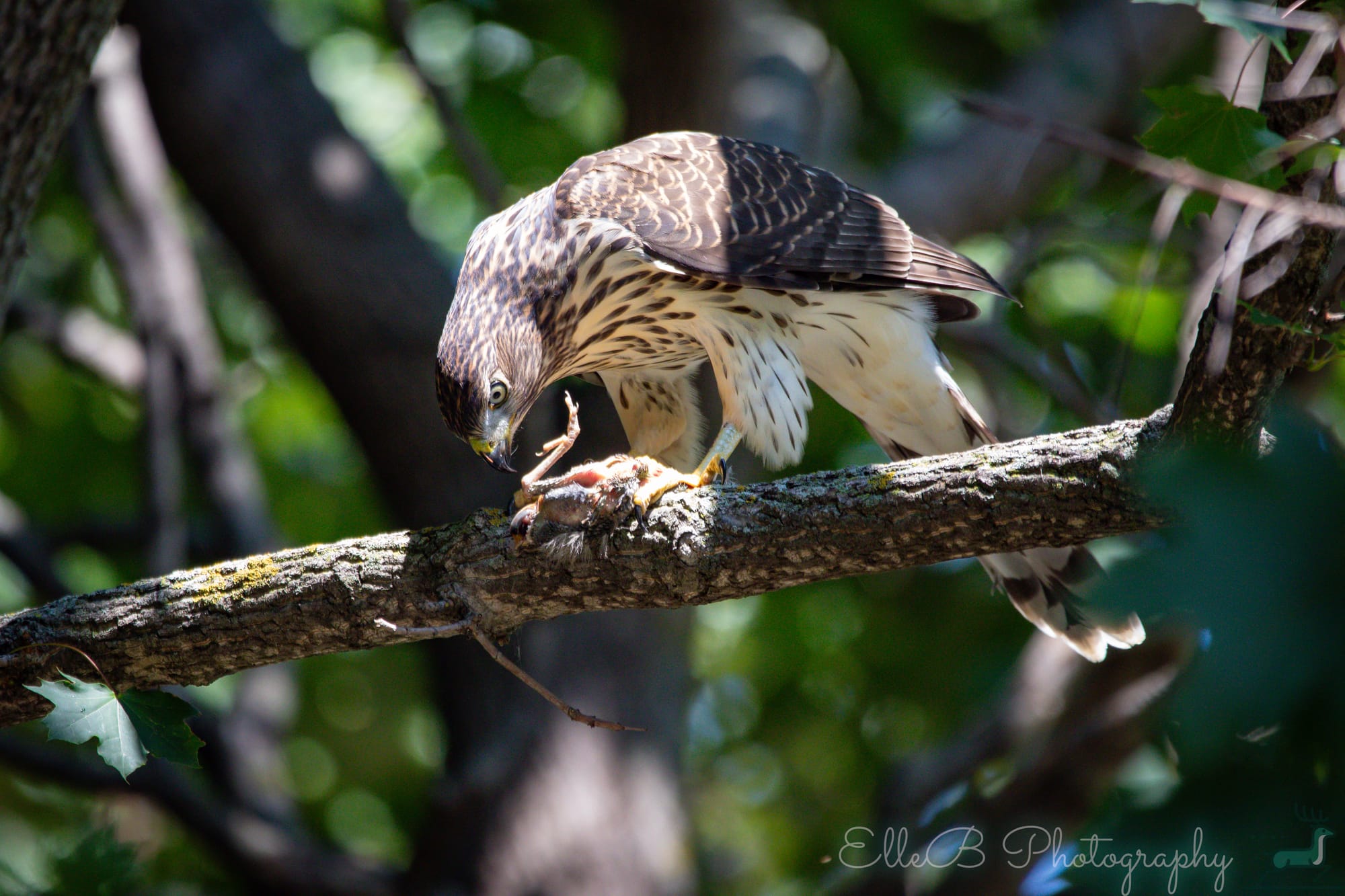 Moments in Nature: Cooper’s Hawk