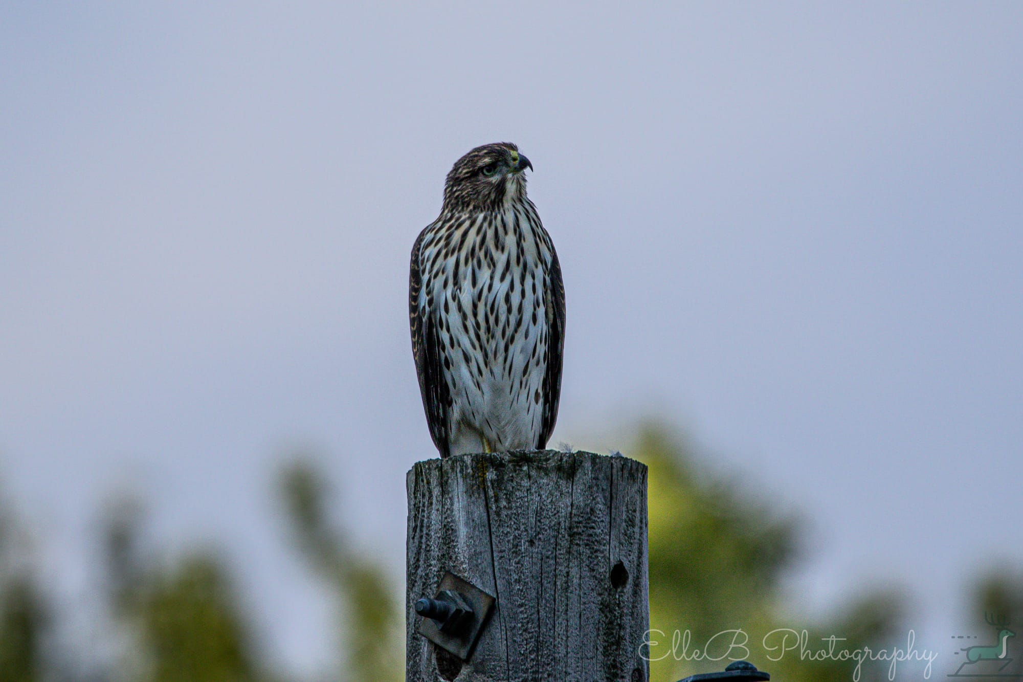 Moments in Nature: Cooper’s Hawk
