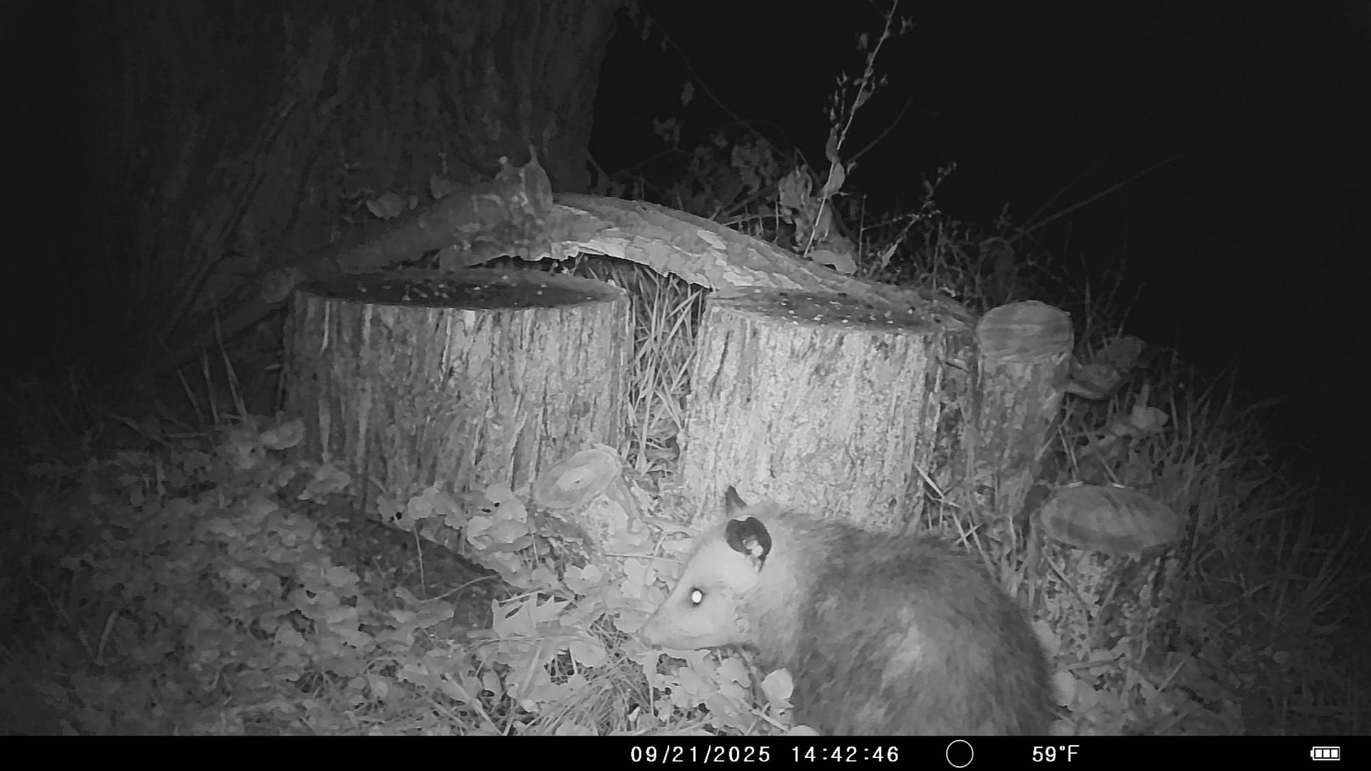 Tales from the Trail Cam