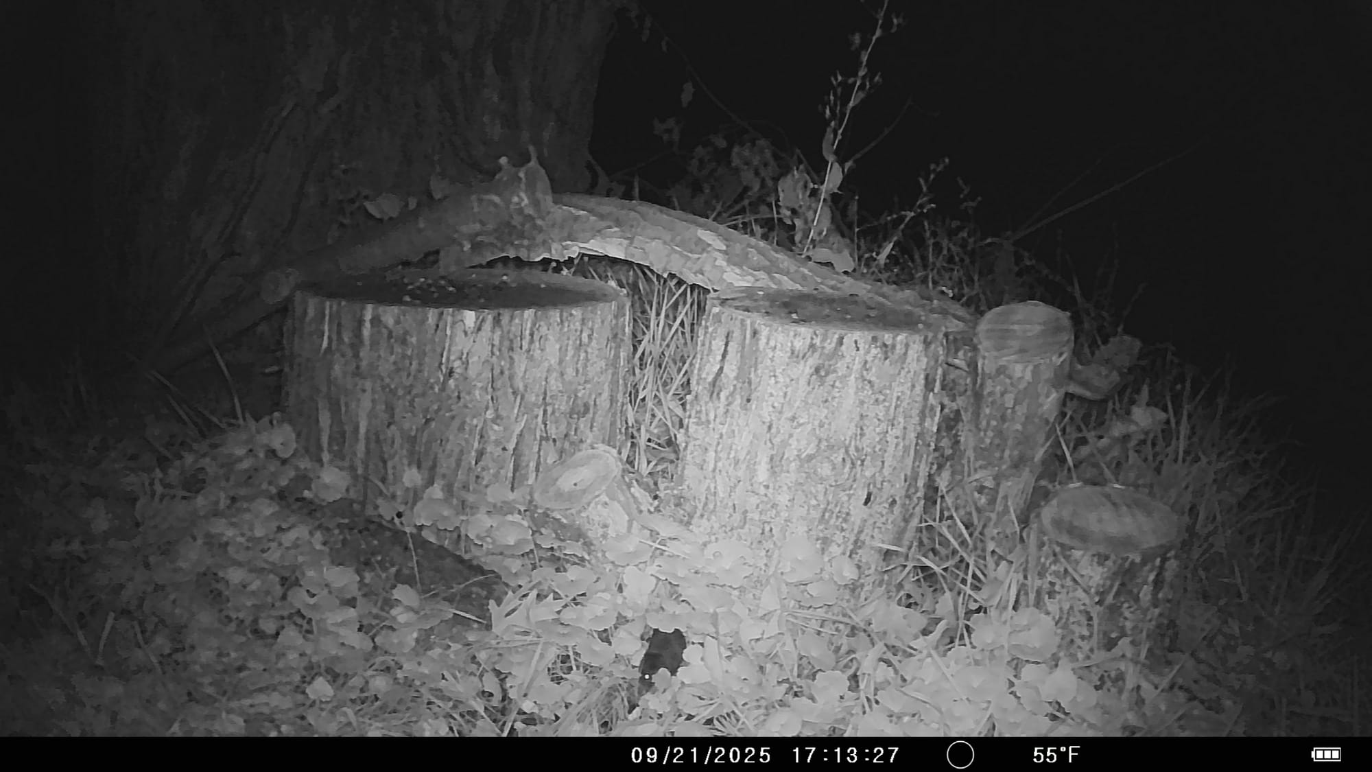 Tales from the Trail Cam