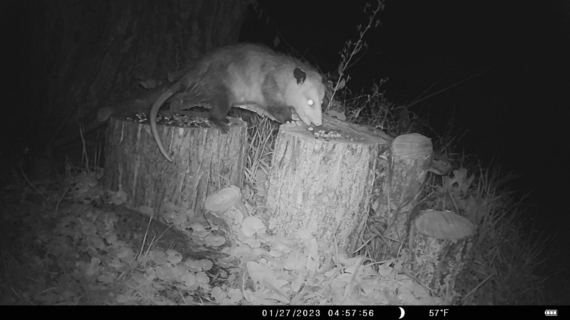 Tales from the Trail Cam